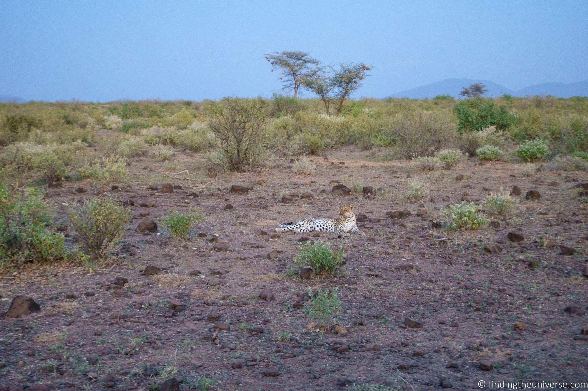 Leopard on ground Kenya