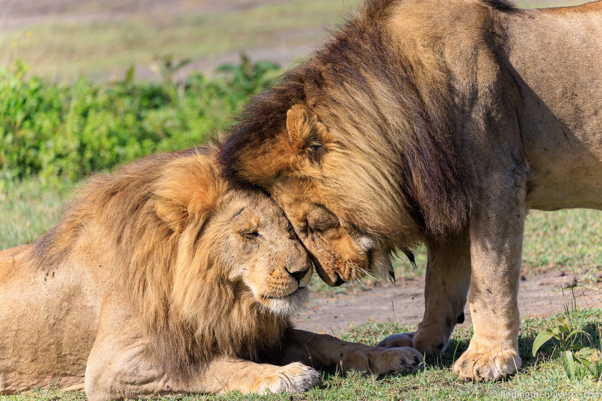 Lion at 400mm by Laurence Norah