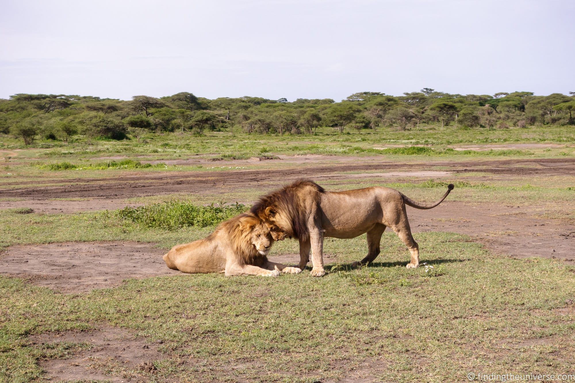 Lion at 70mm