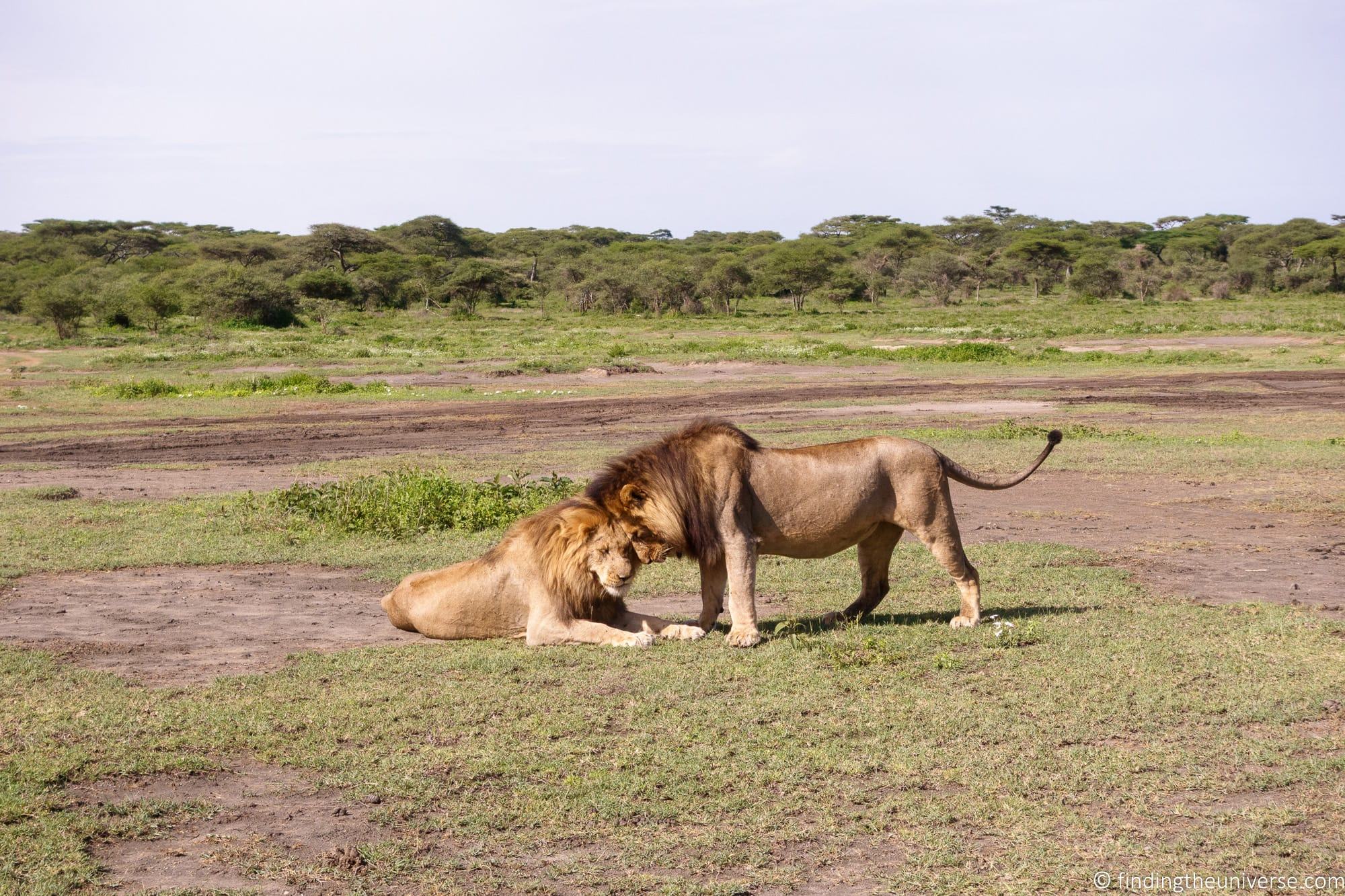 Lion at 70mm by Laurence Norah