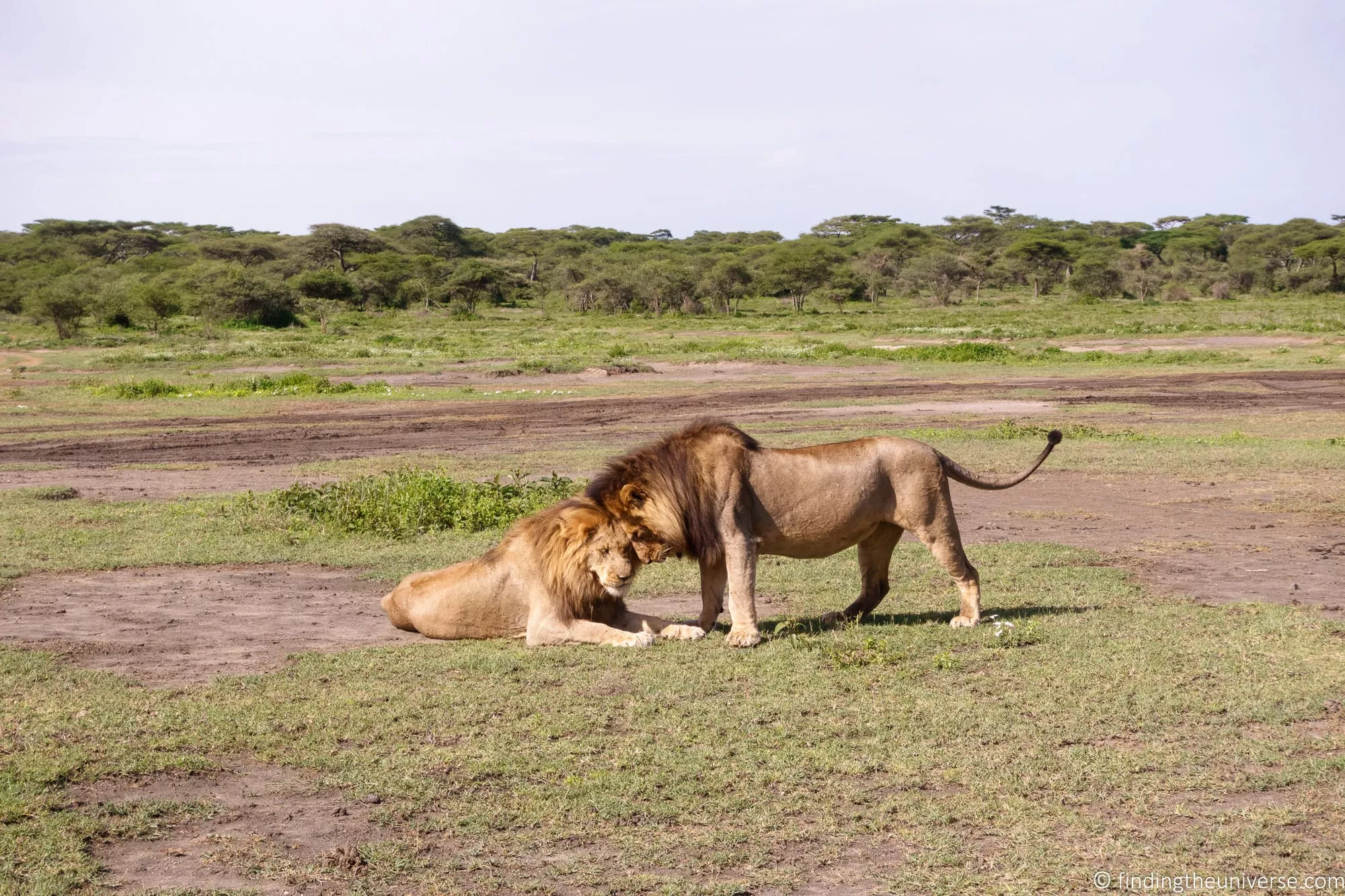 Lion at 70mm