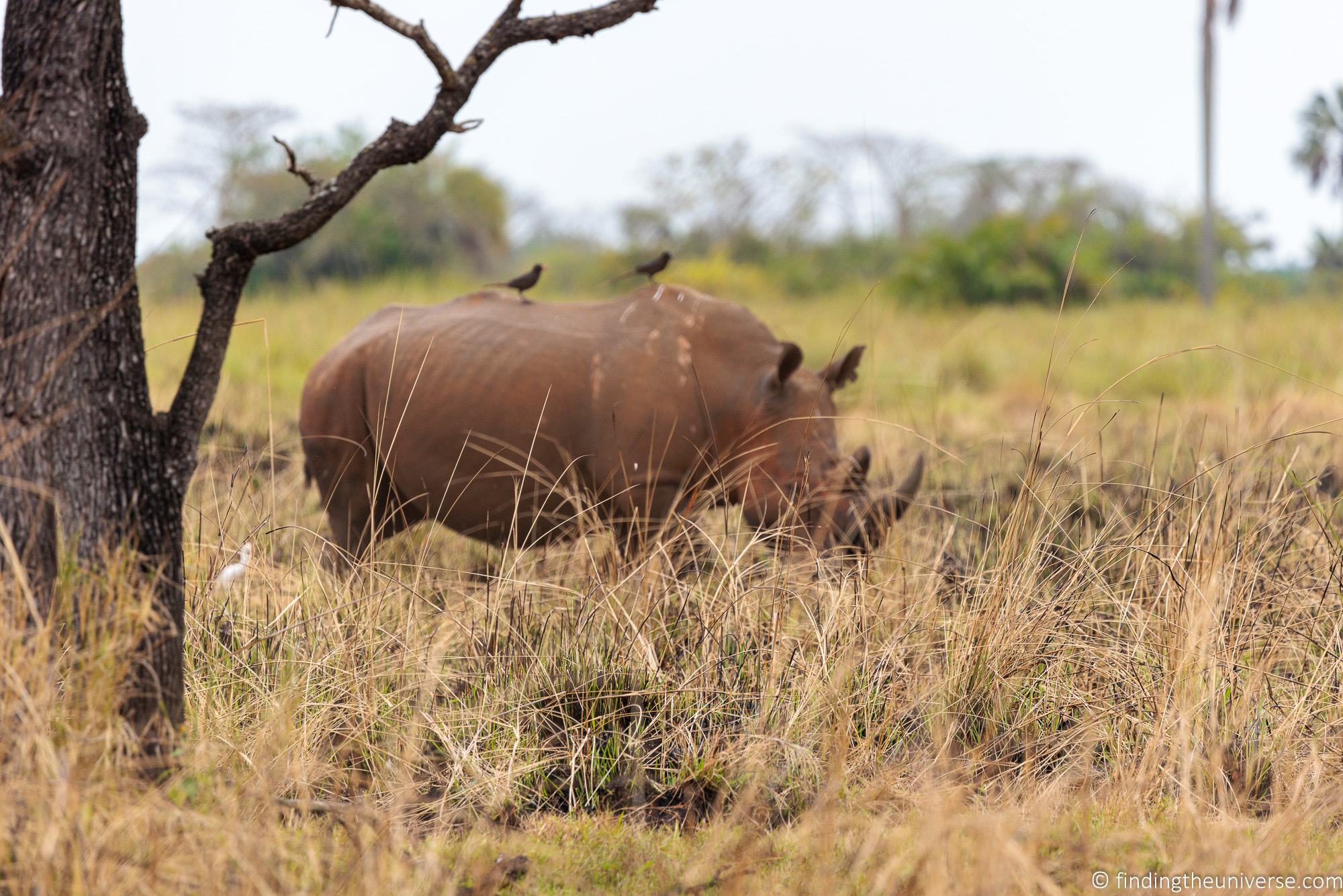 Out of focus rhino