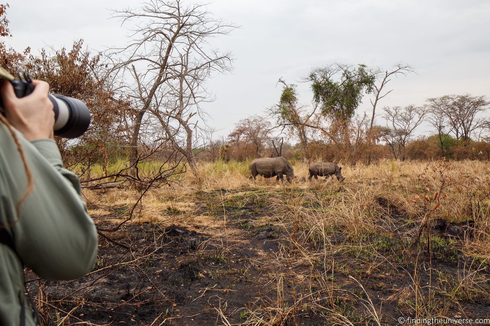 Rhino in Uganda