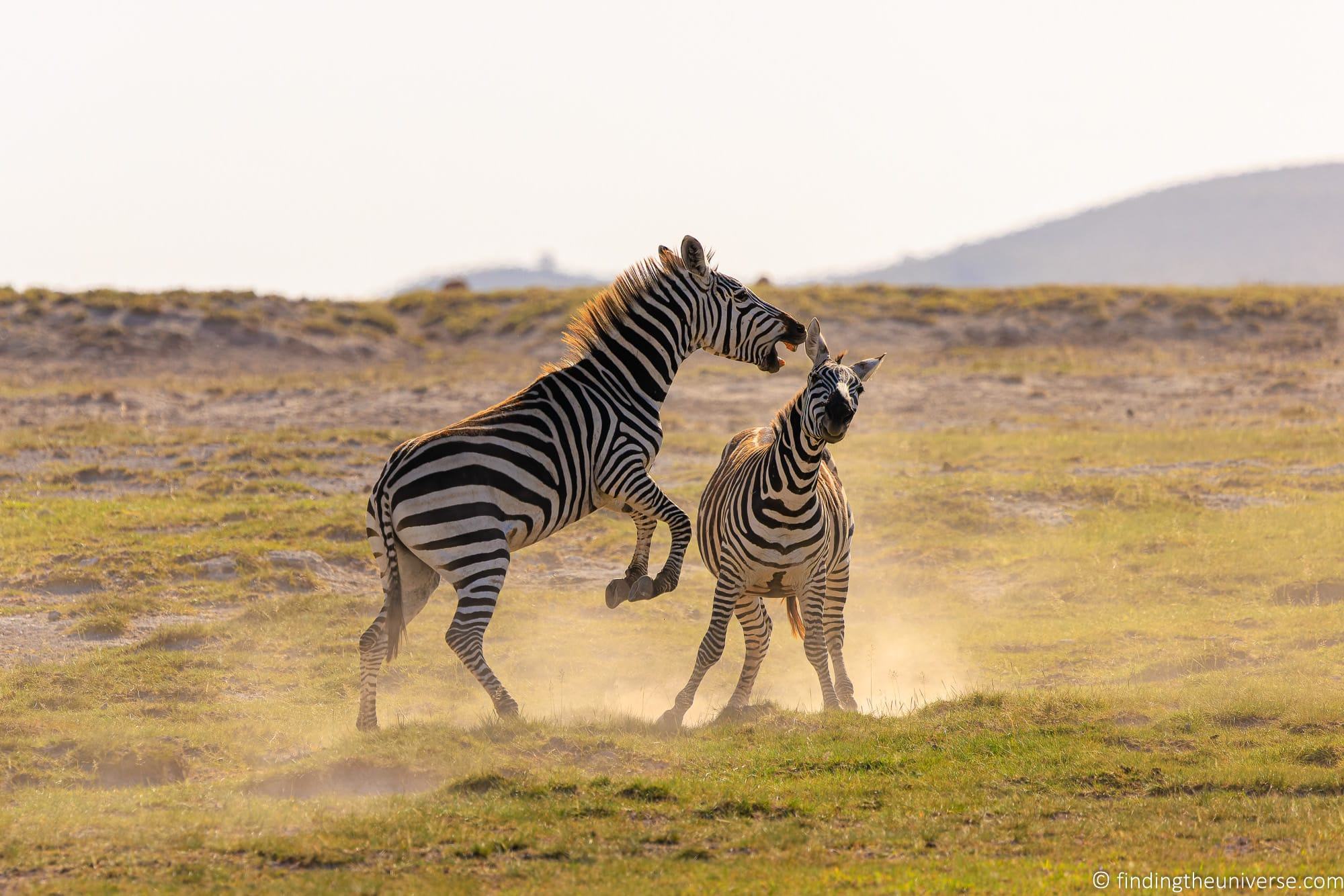 safari photo gear