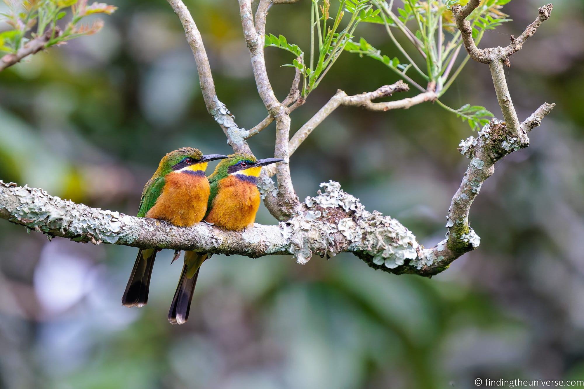 Beeeater Uganda