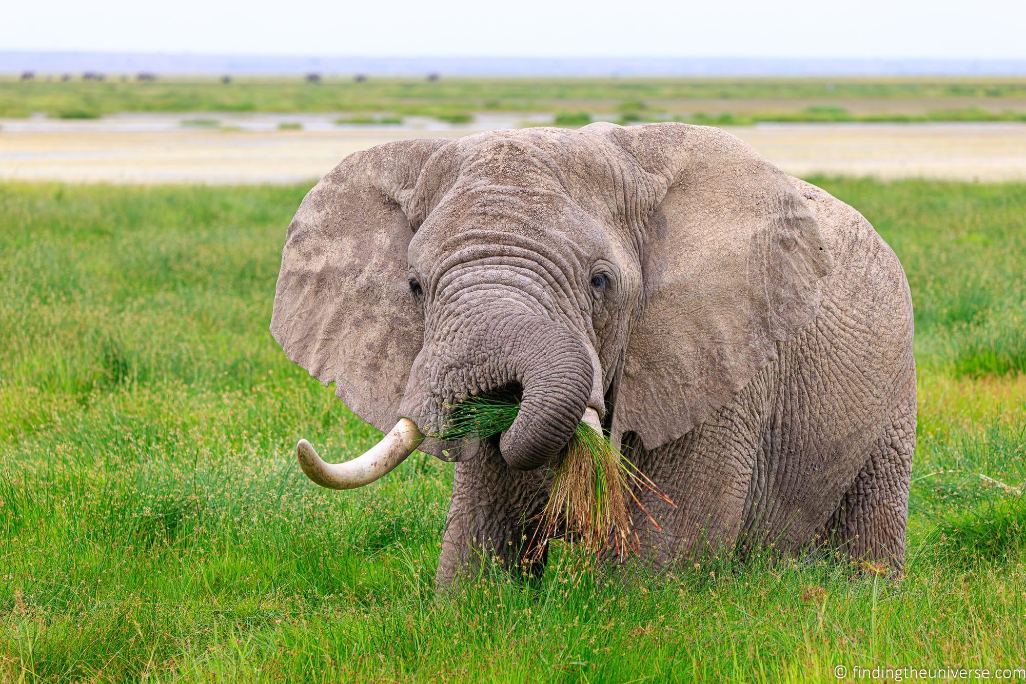 Elephant eating Kenya