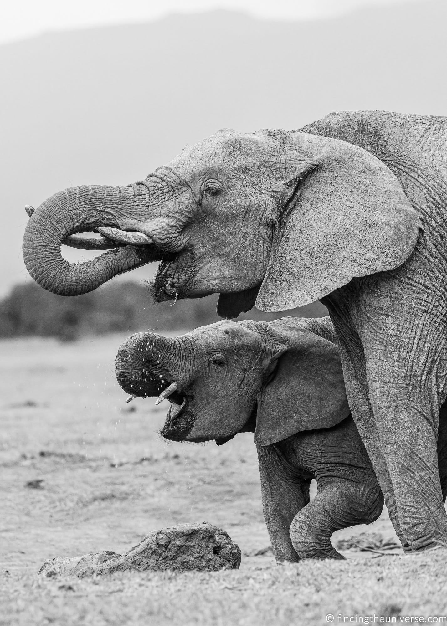 Elephants Kenya