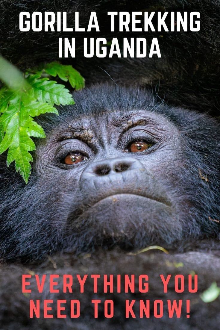 A detailed guide to gorilla trekking in Uganda. What to expect, what to pack how to book, how to get great photos and more!
