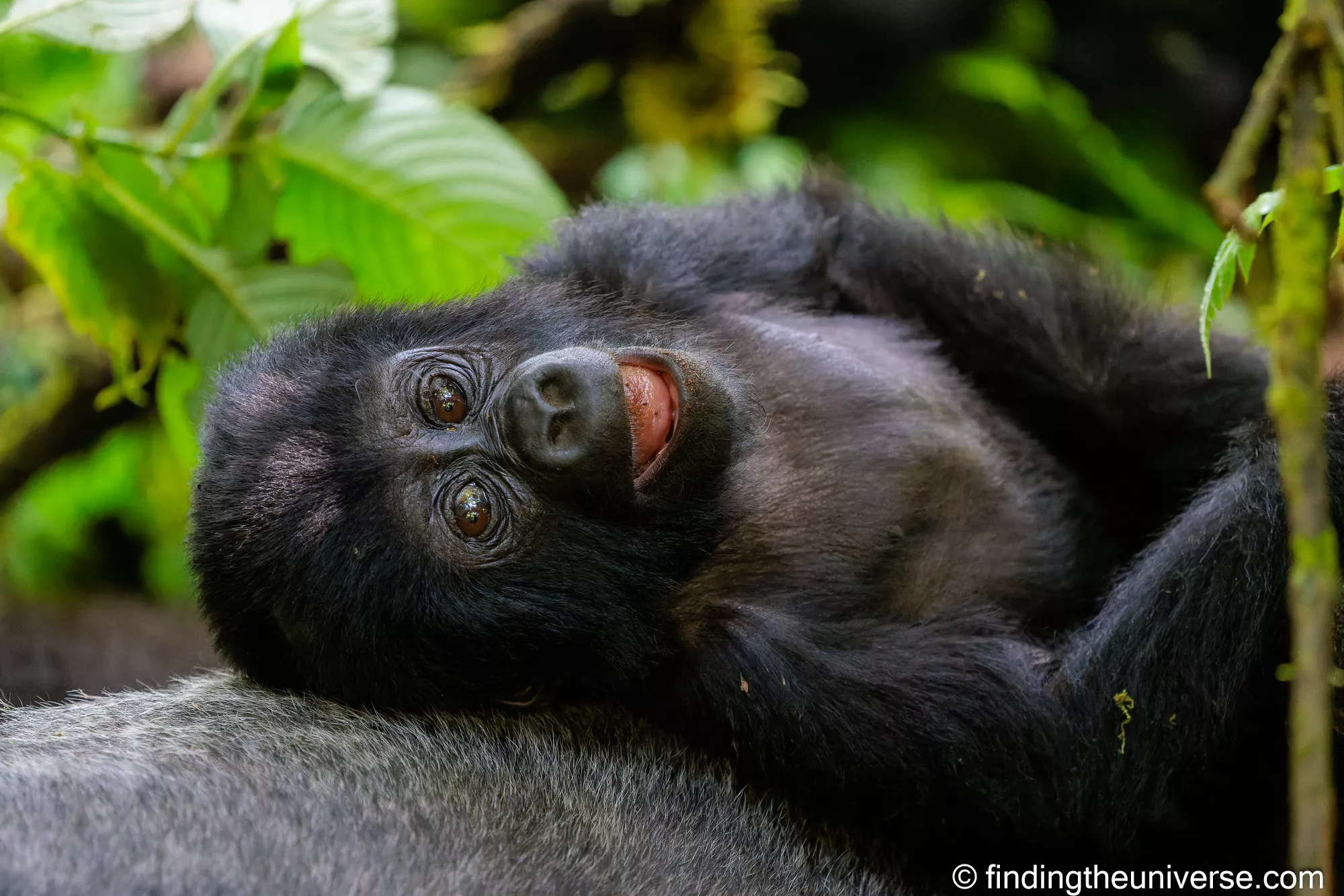 Gorilla trekking in Uganda, photographed in forest shade