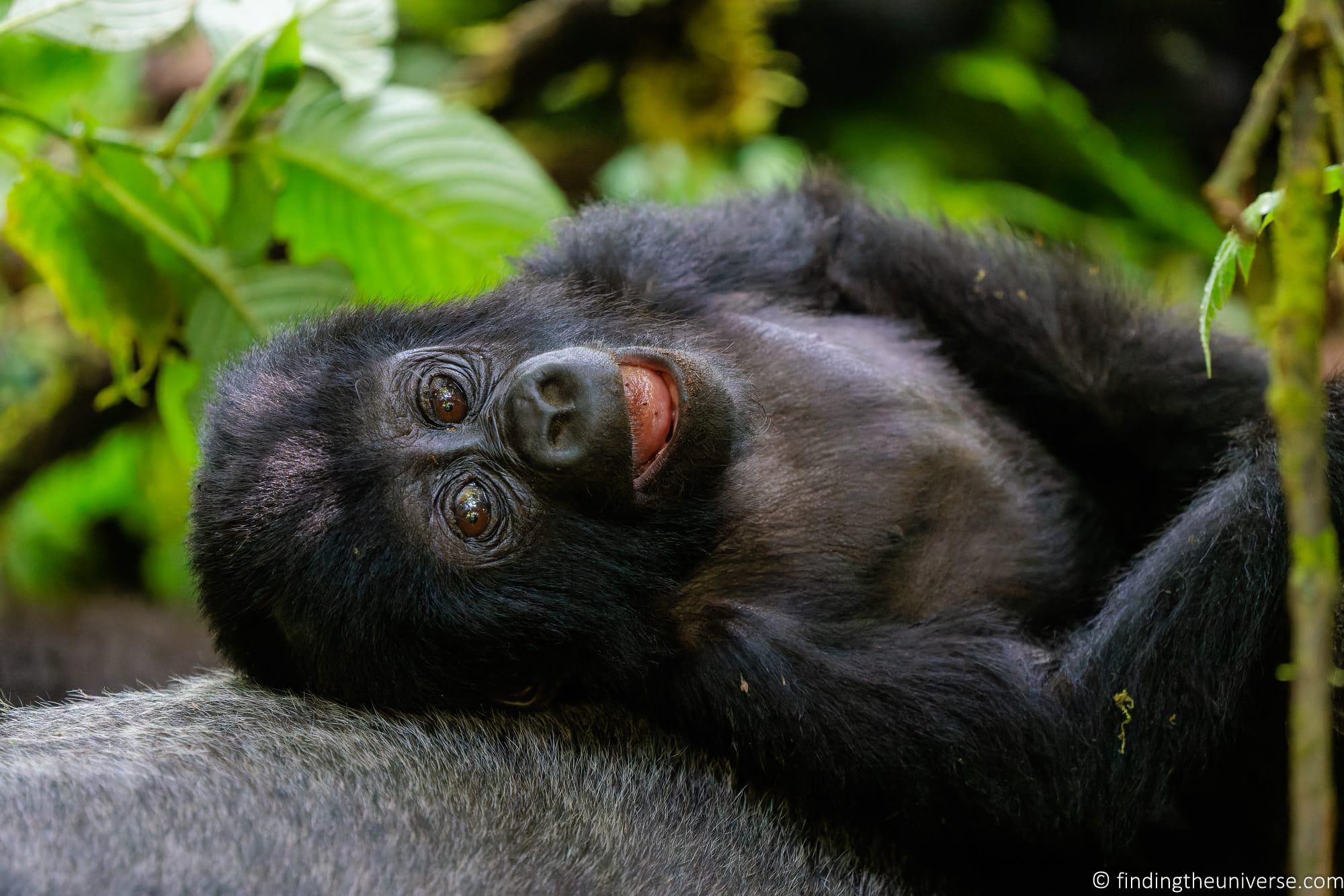 Gorilla Trekking in Uganda