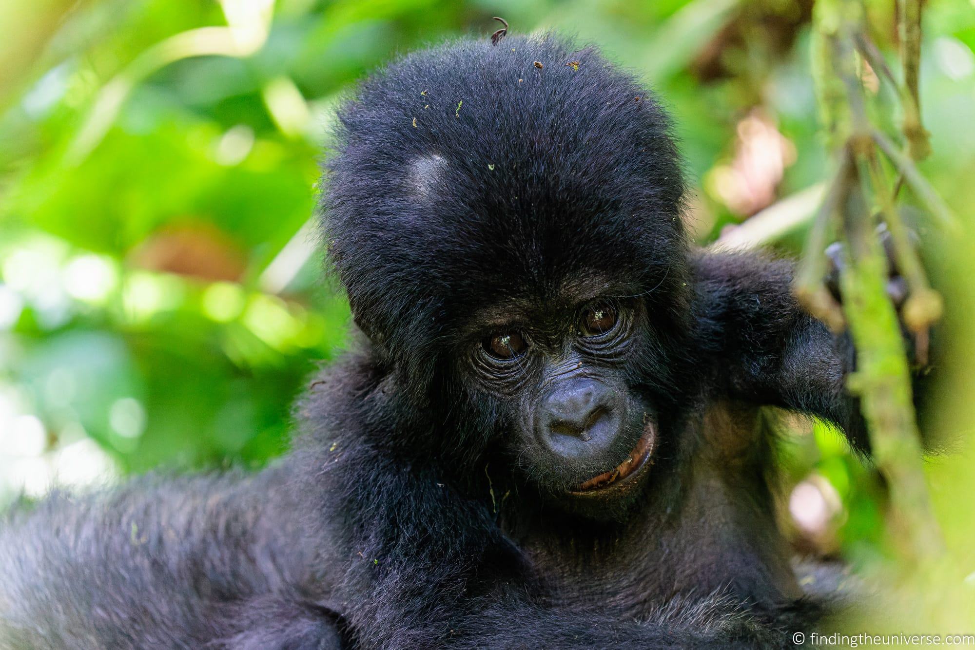 Gorilla Trekking in Uganda