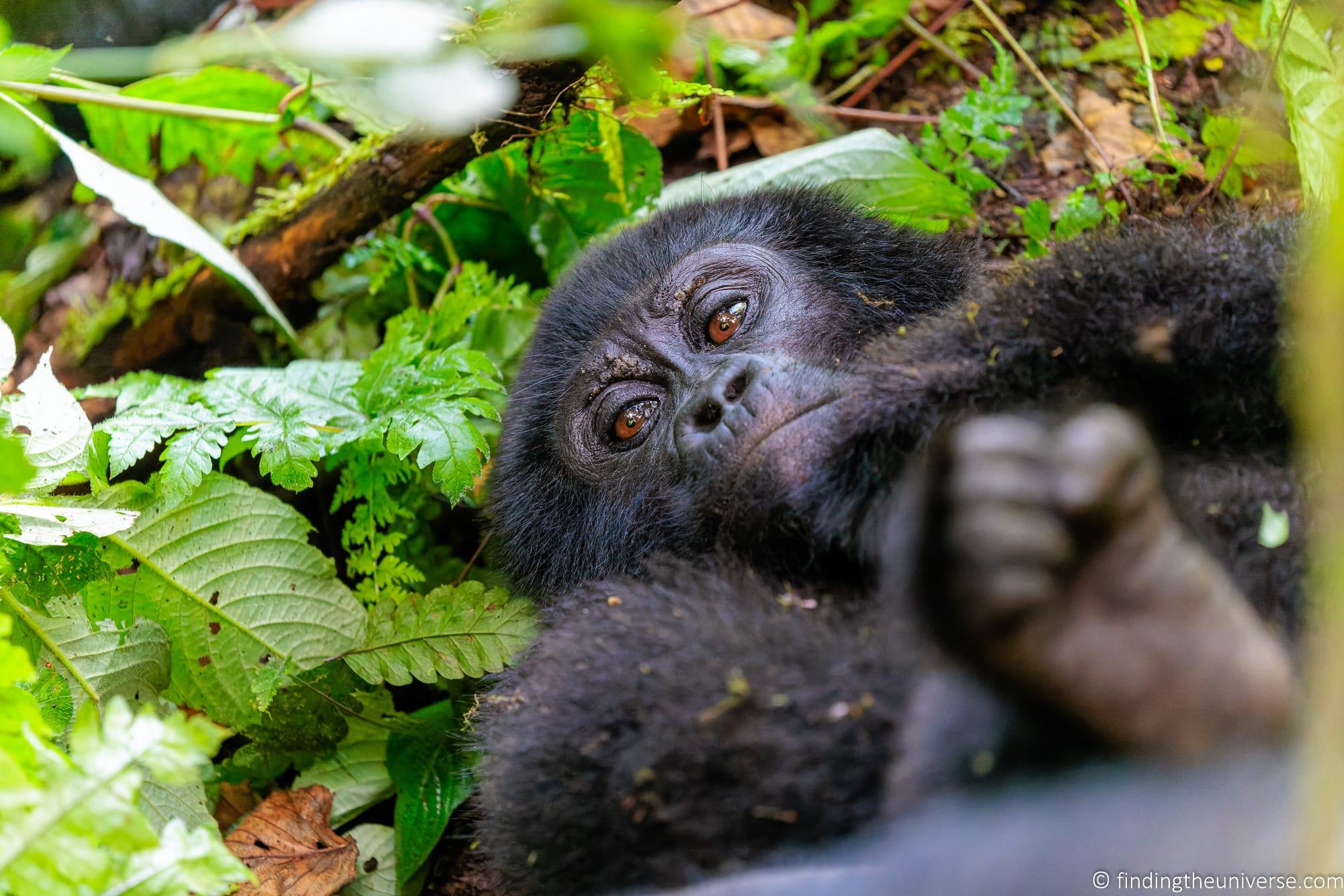 Gorilla Trekking in Uganda