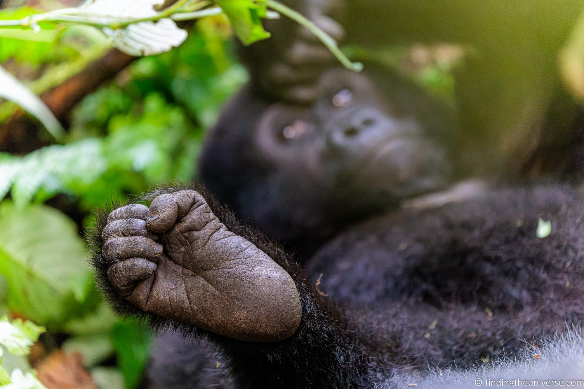 Gorilla Trekking in Uganda