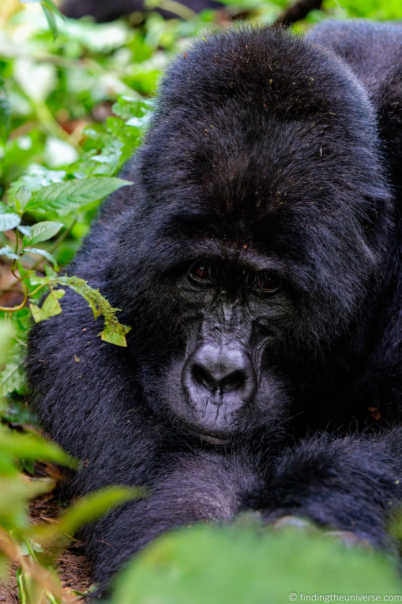 gorilla trekking travel guide