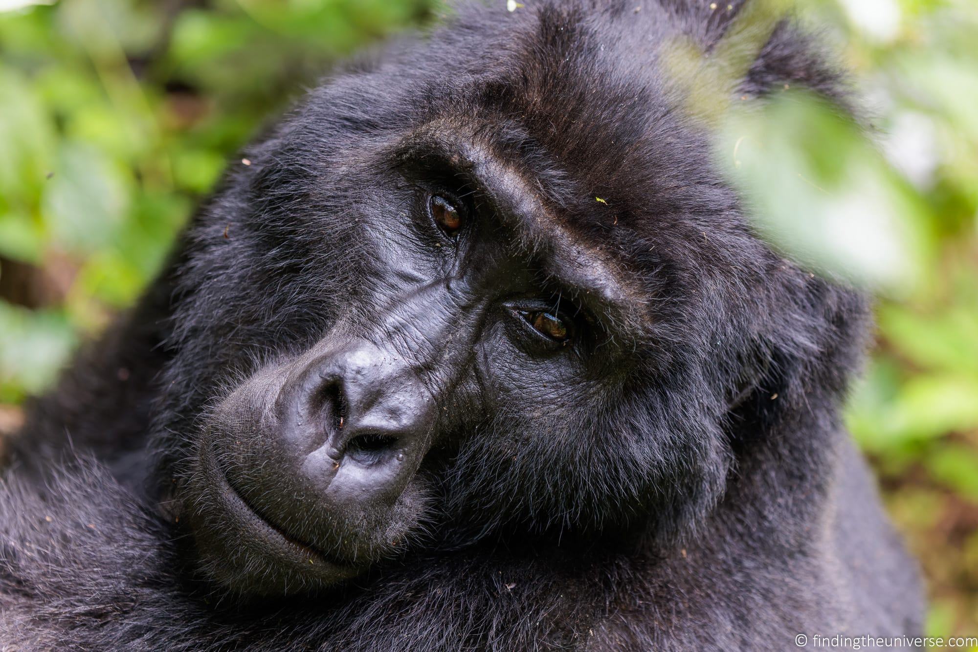 gorilla trekking travel guide