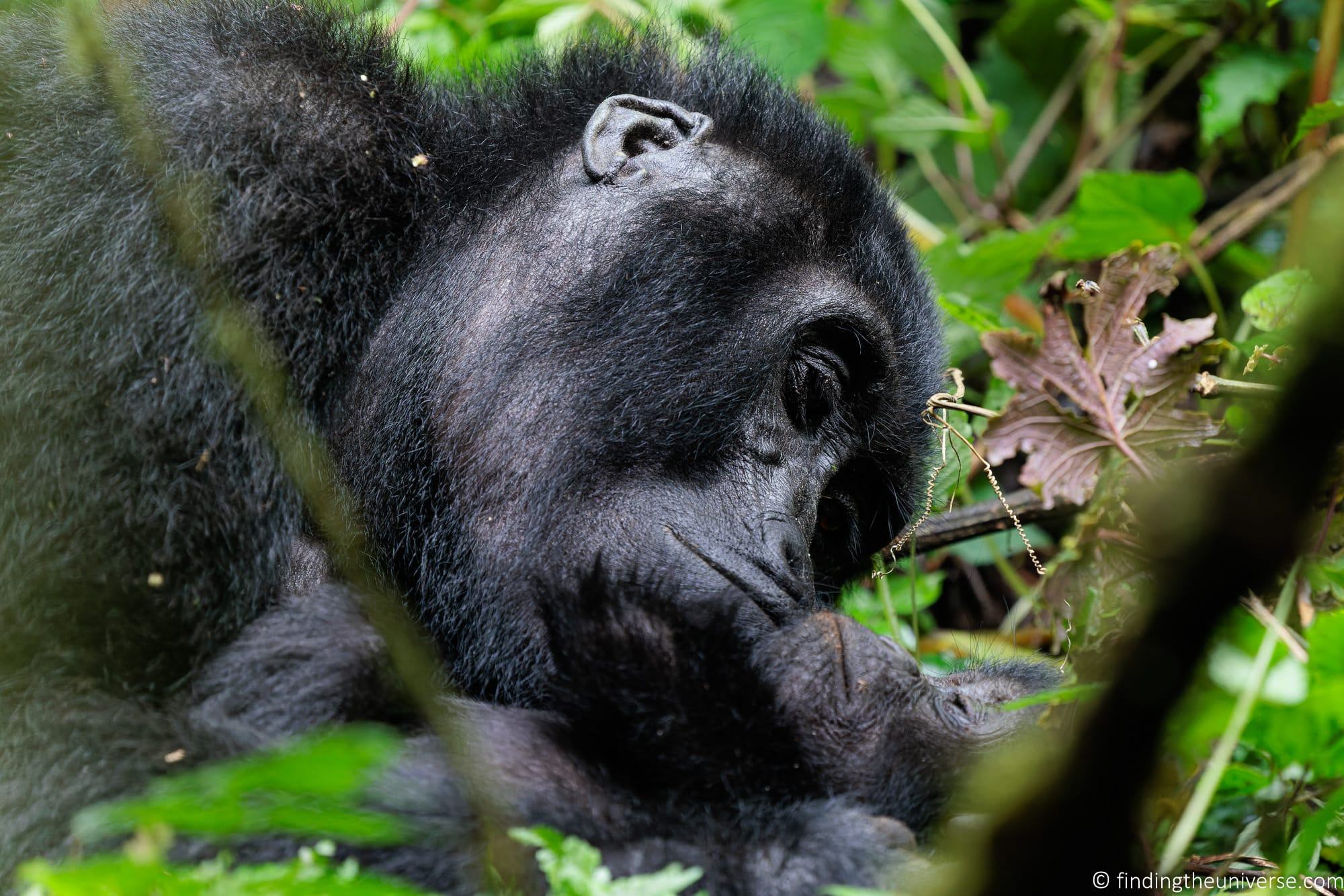 Gorilla Trekking in Uganda