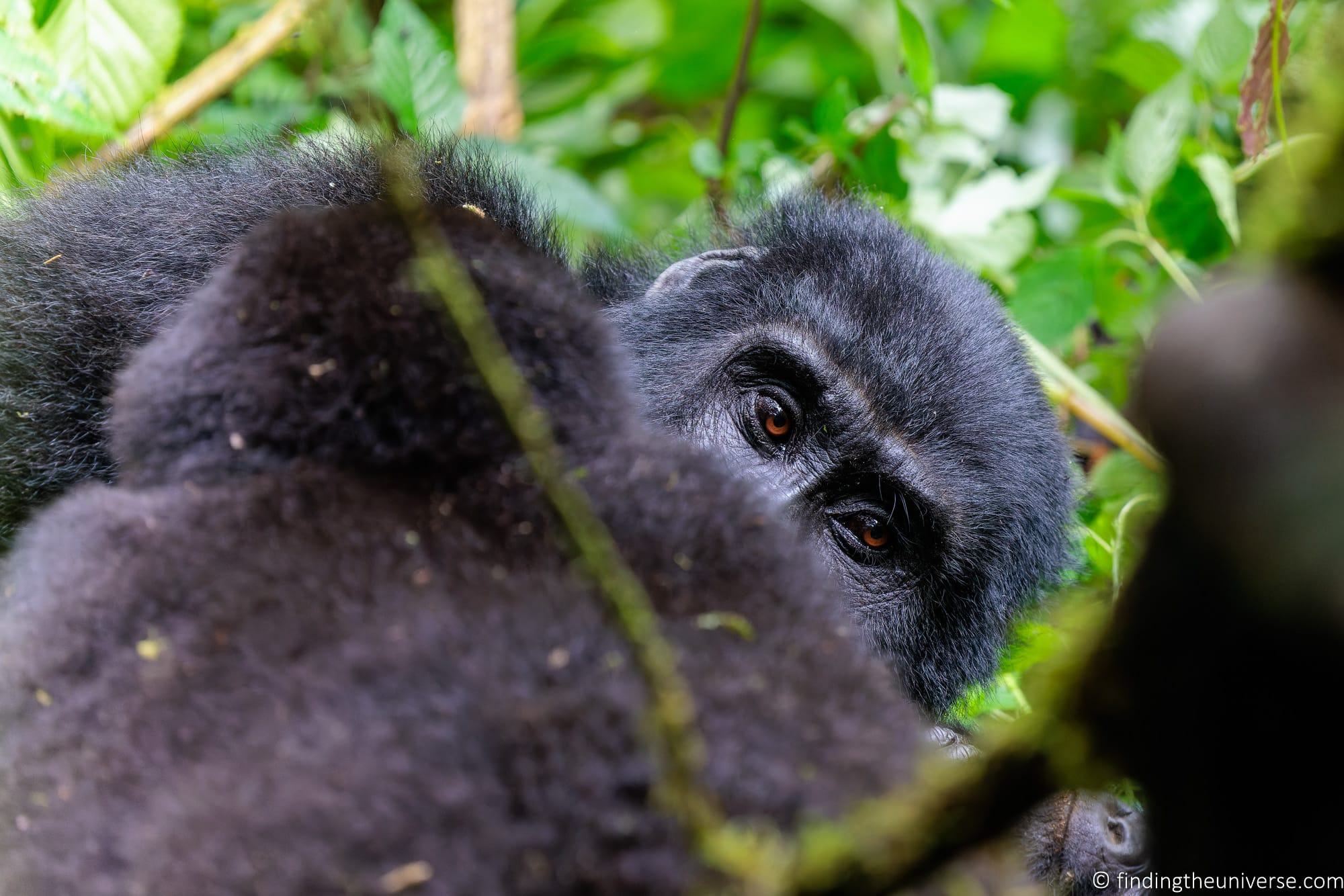 Gorilla Trekking in Uganda