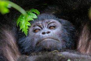 Gorilla Trekking in Uganda