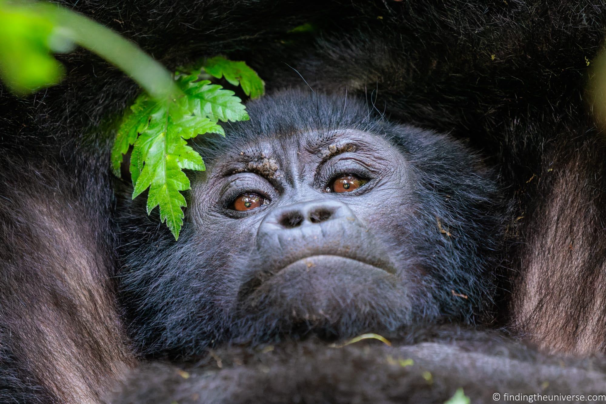 Gorilla Trekking in Uganda image