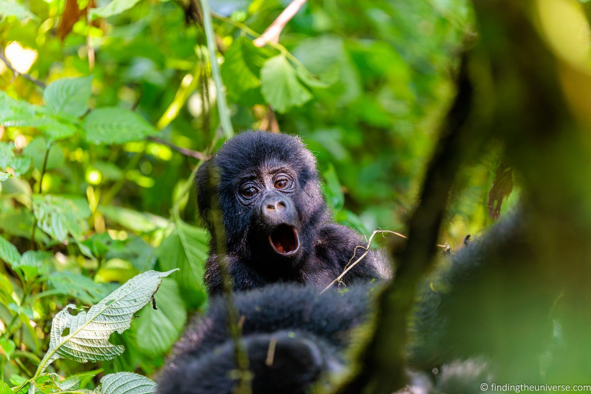 Gorilla Trekking in Uganda