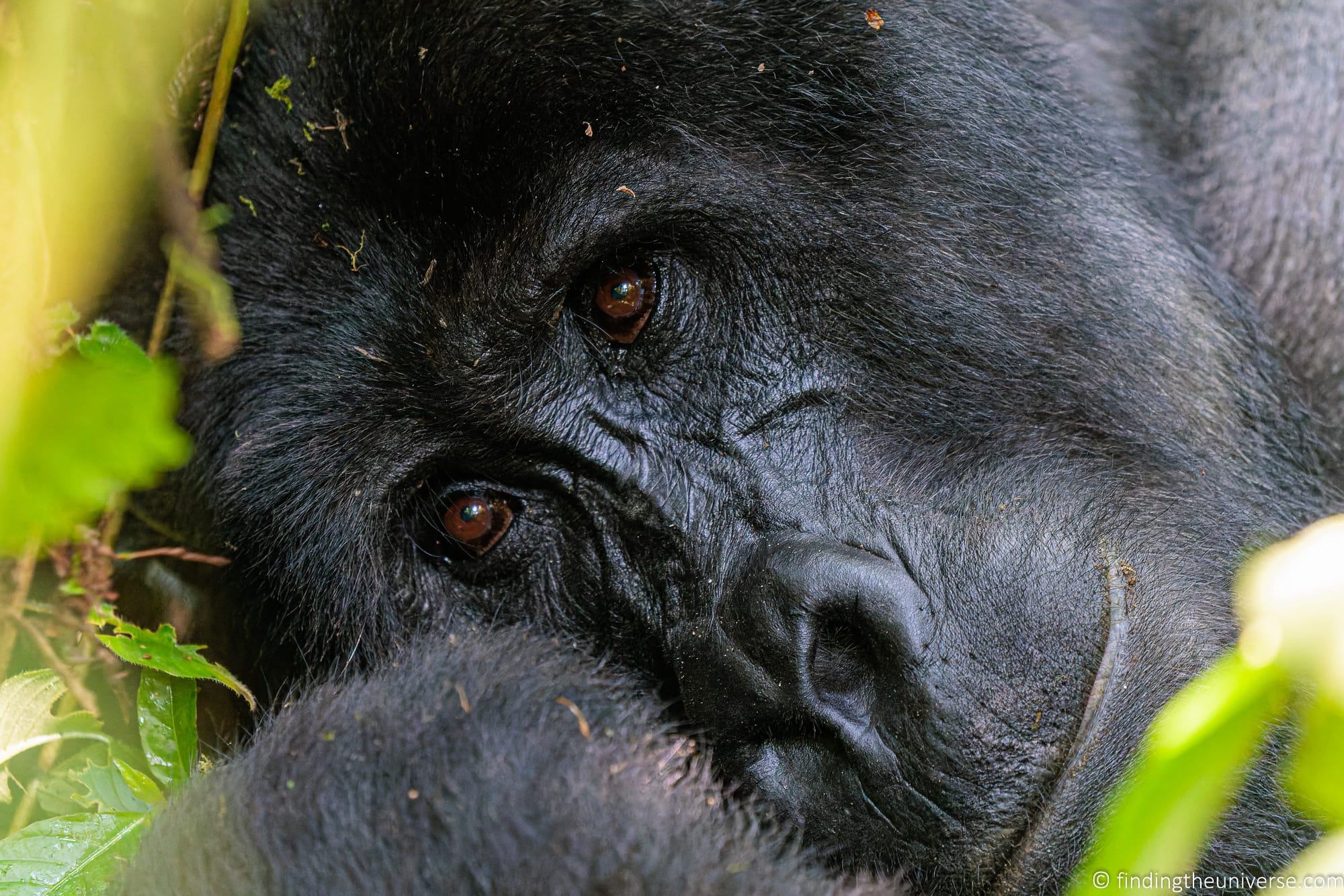 Gorilla Trekking in Uganda