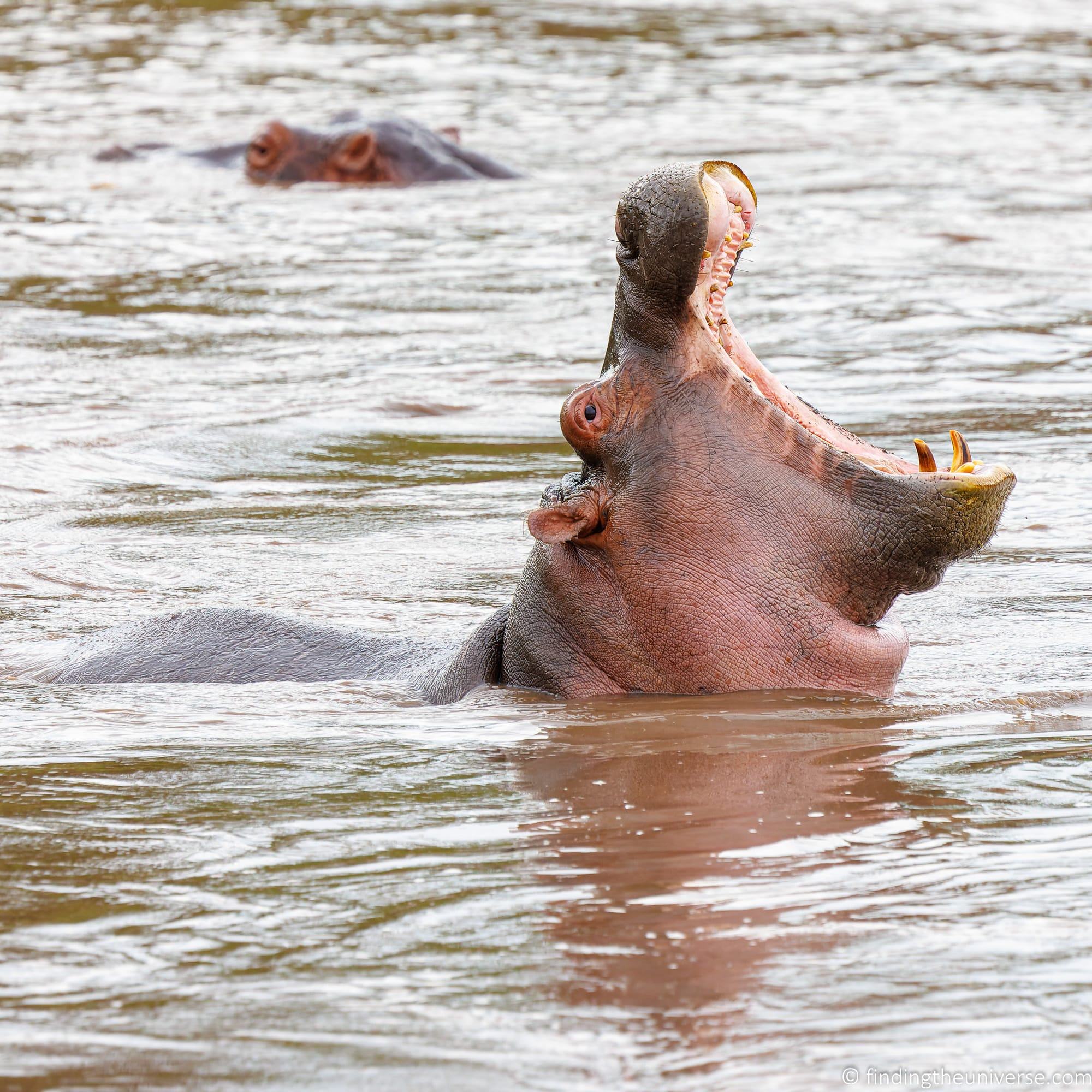 Hippo with mouth open