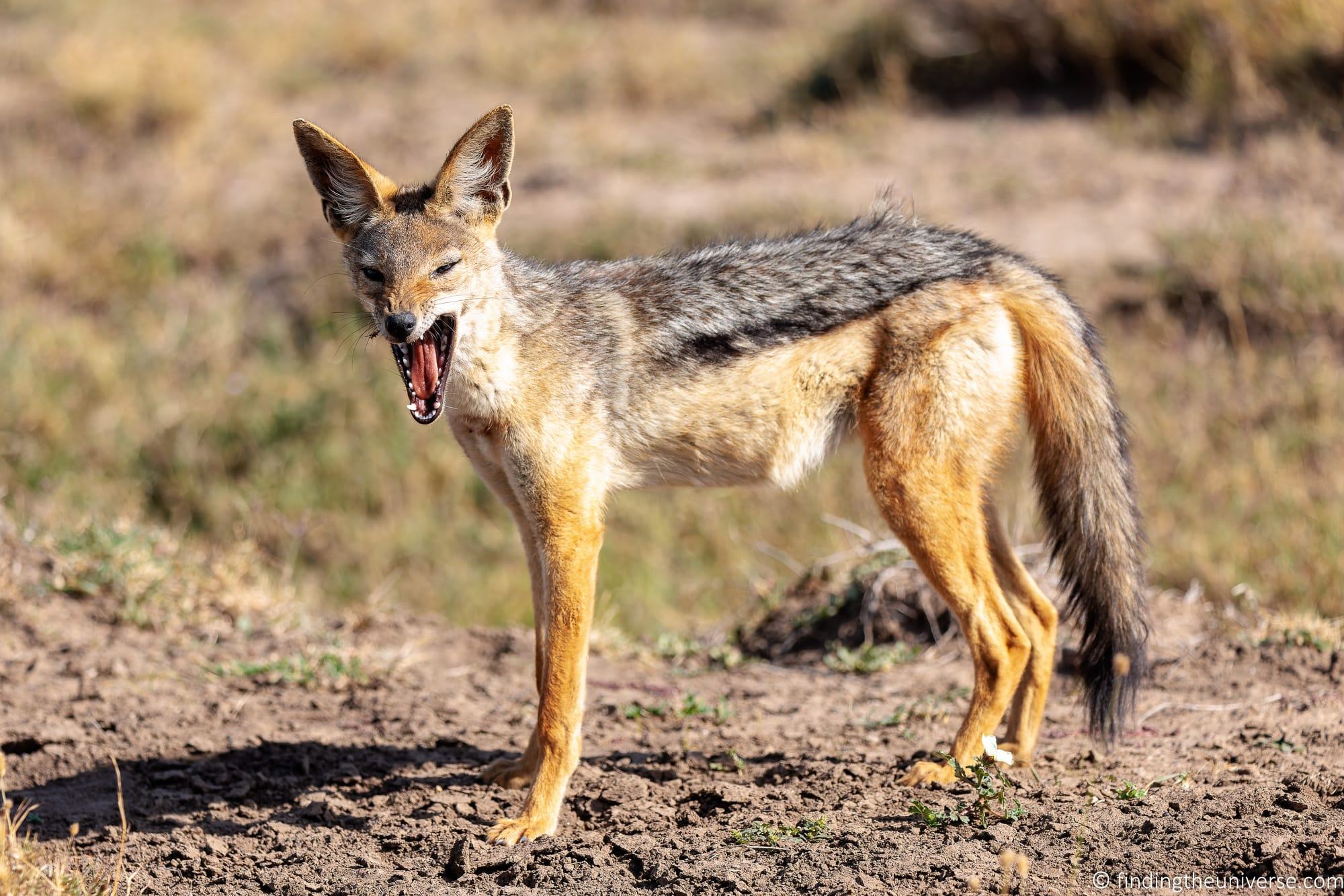 Jackal Kenya