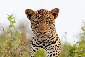 Leopard - Safari Photography Tips