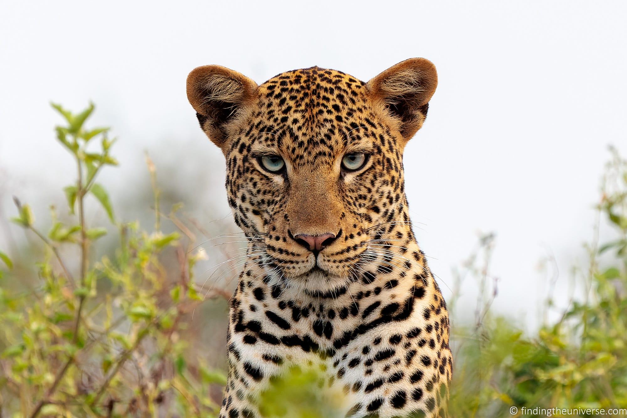 Safari Photography Tips - How to Get Great Photos on Safari