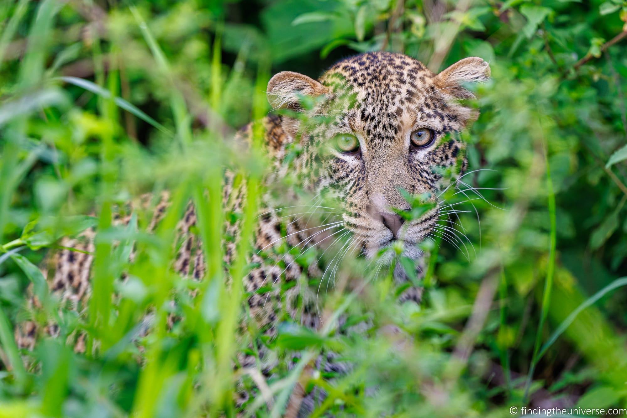 Leopard hiding