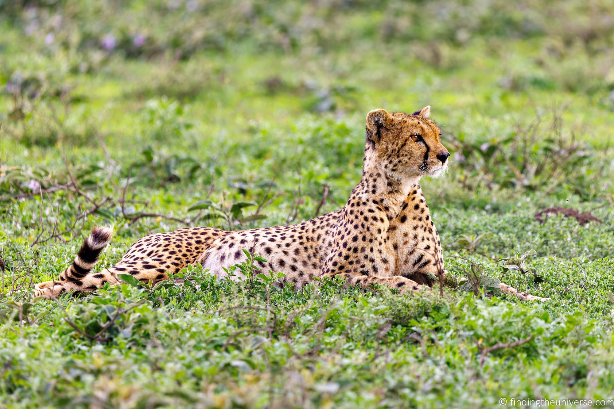 Leopard lying down