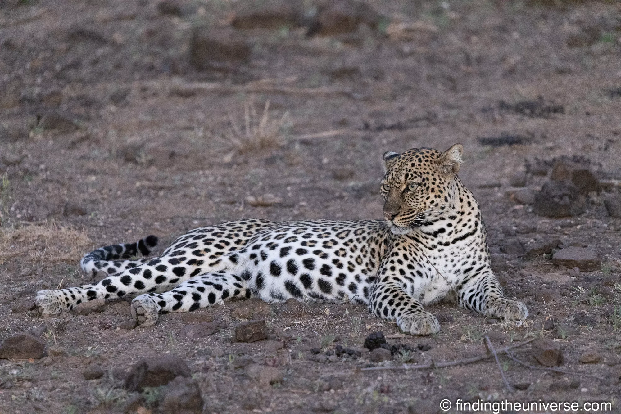 Unedited leopard photo straight from the camera