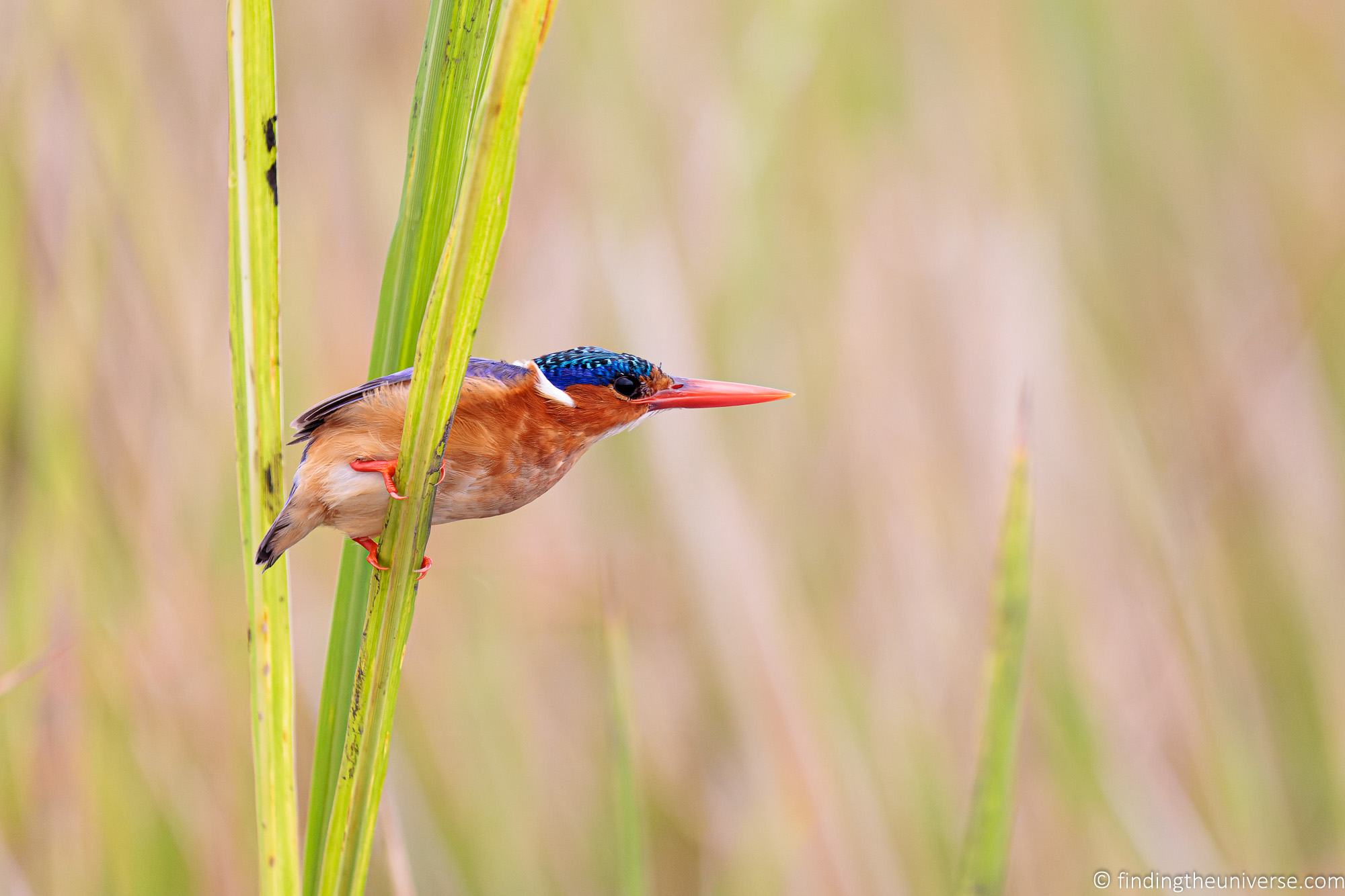 Malachite Kingfisher Uganda