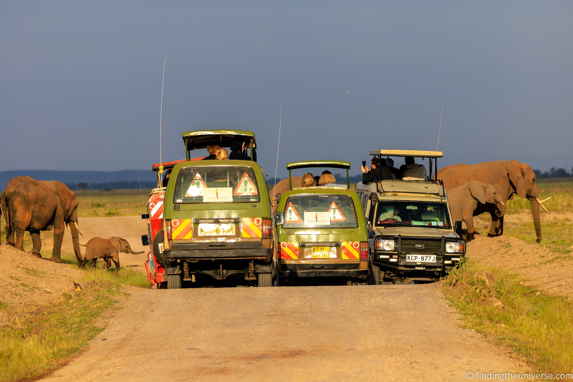 Safari photographers