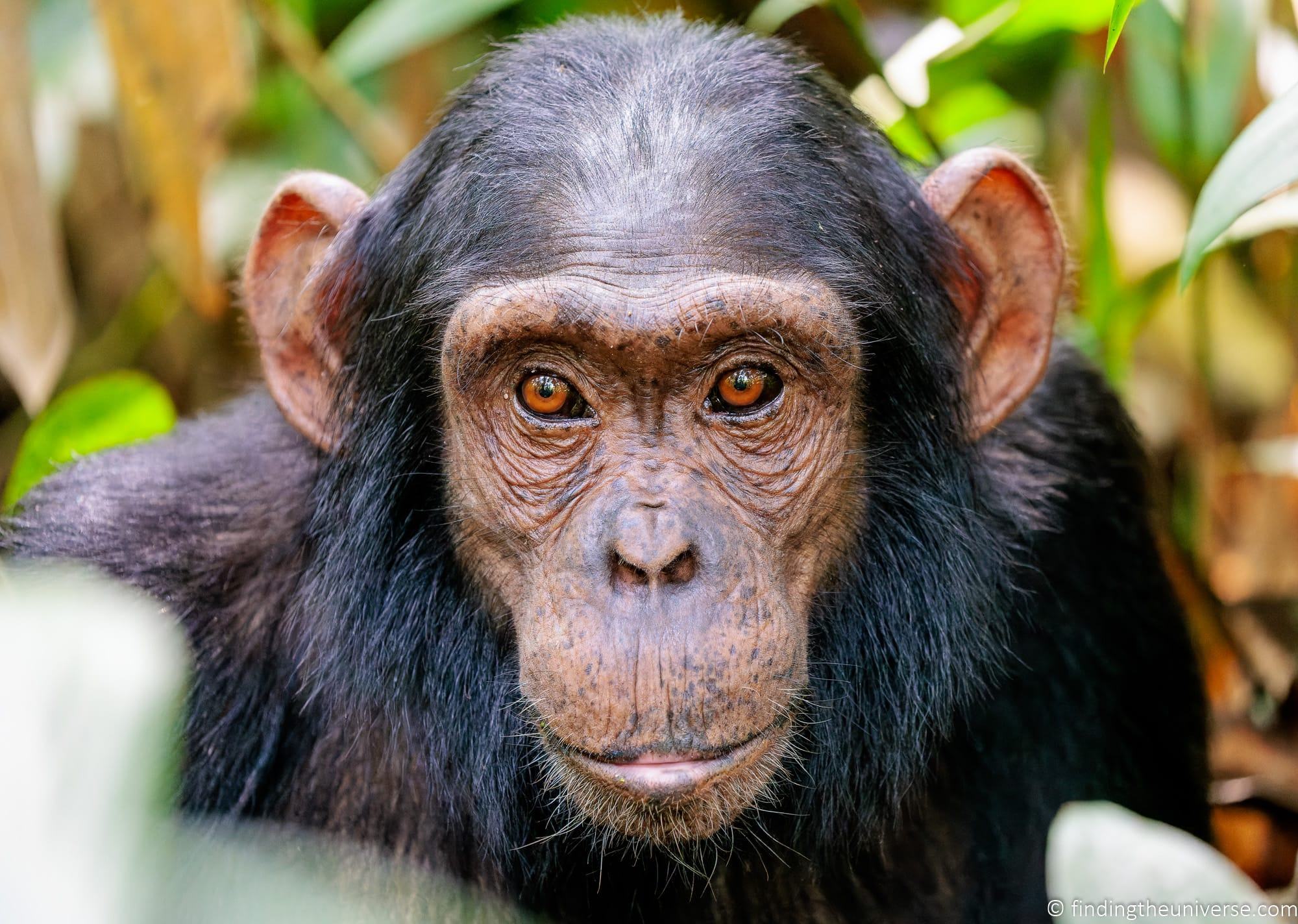 Chimpanzee