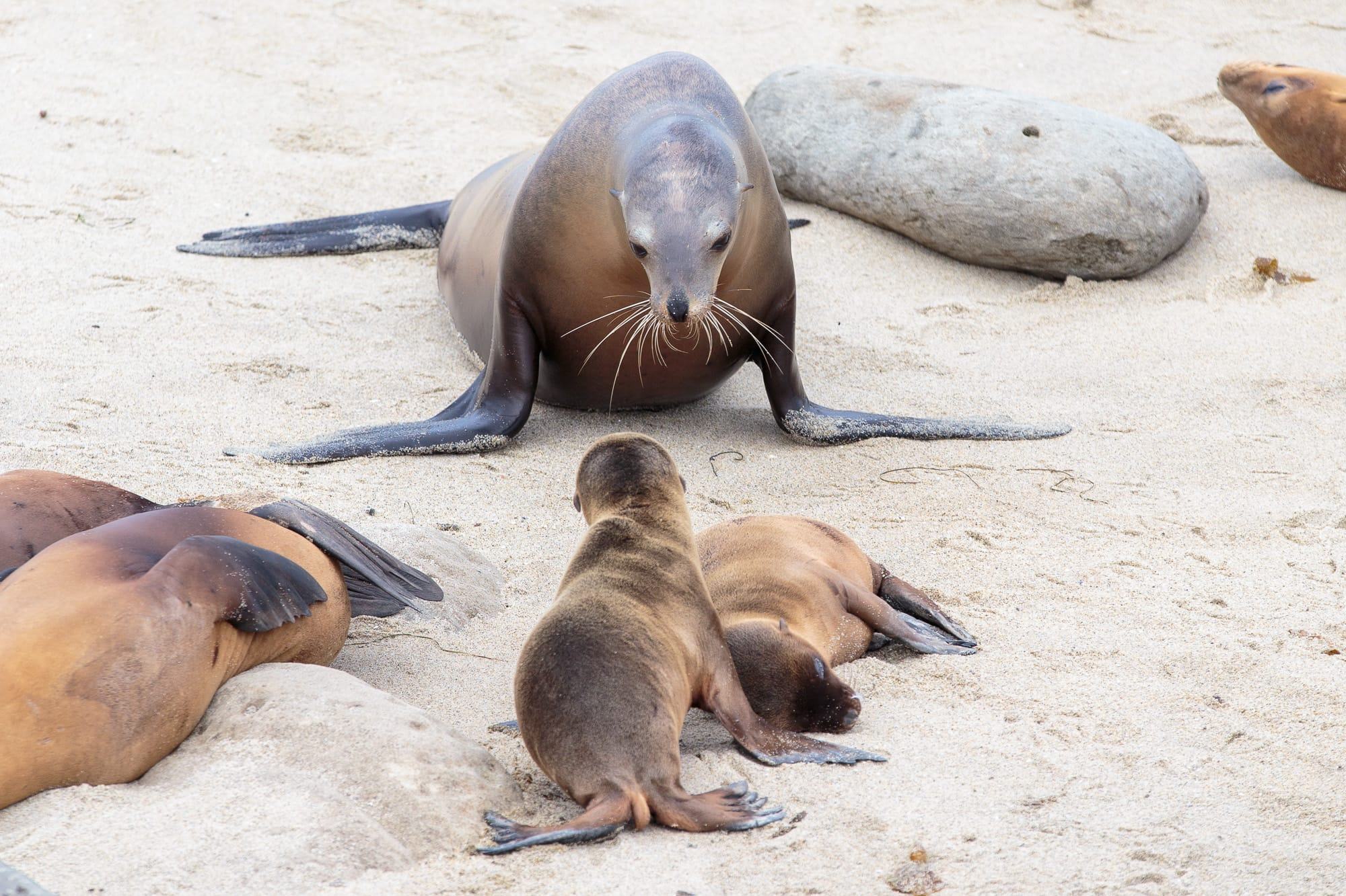 Sea lion La Jolla Cove San Diego