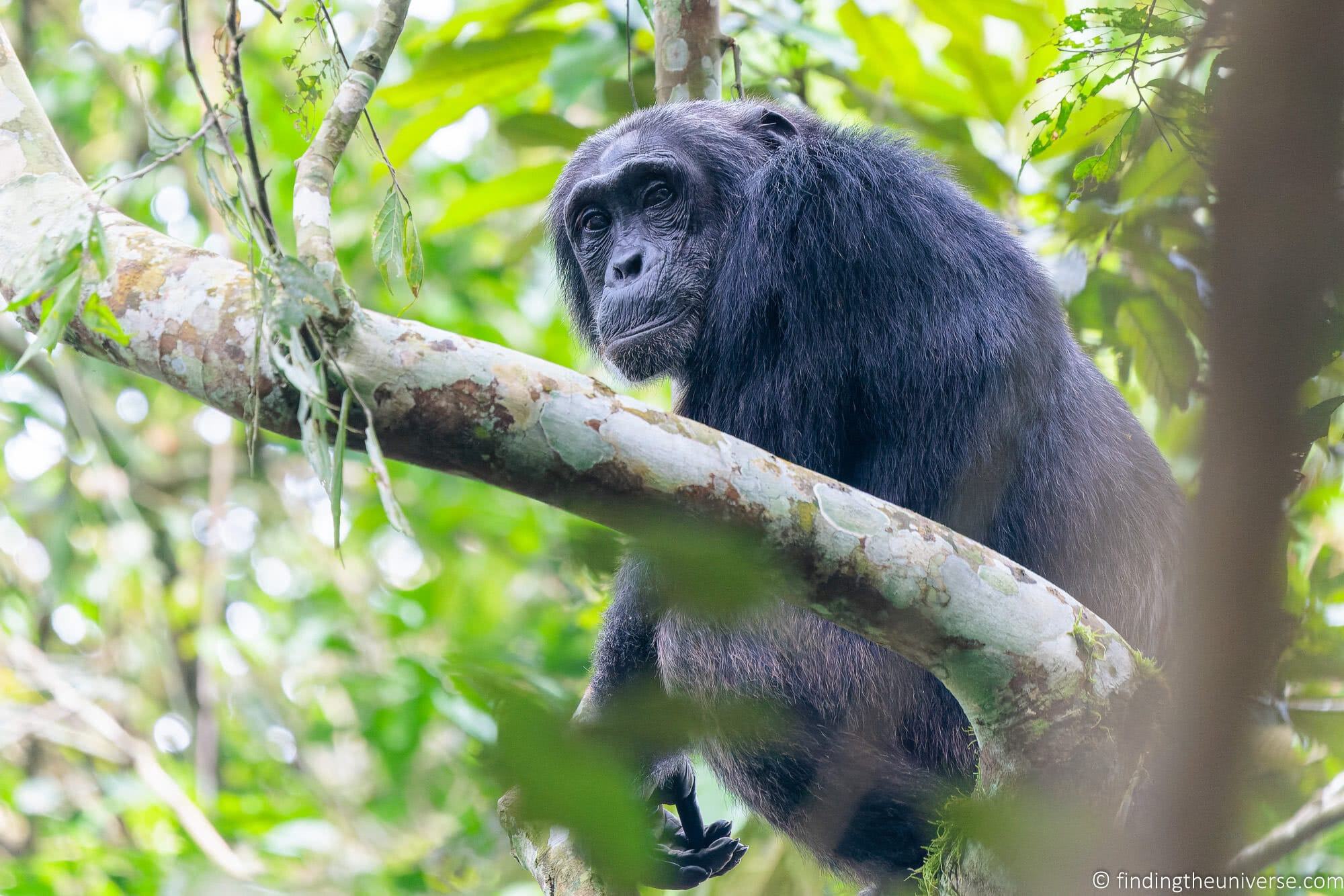 Chimpanzee Trekking Uganda by Laurence Norah 10 1