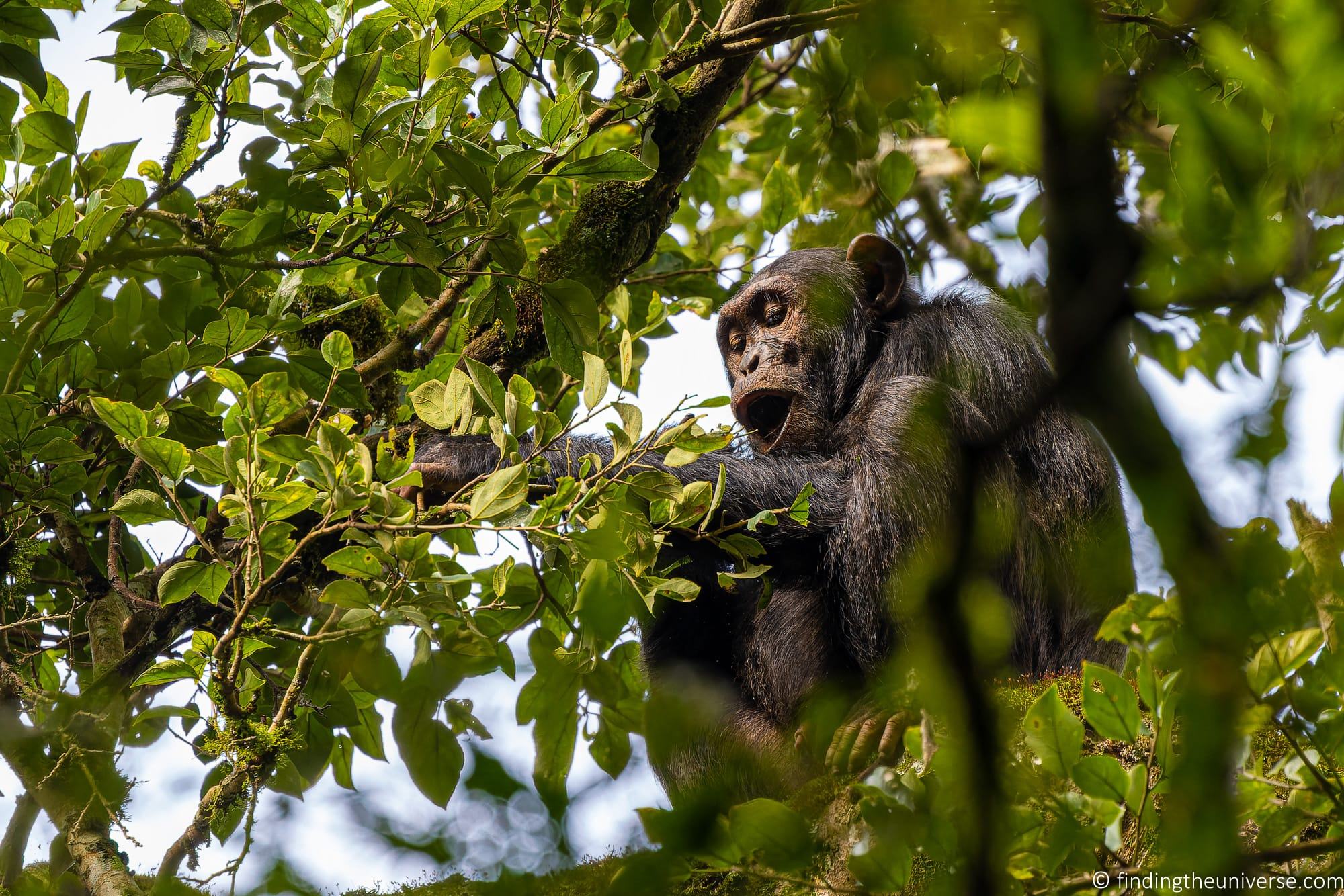 Chimpanzee Trekking Uganda