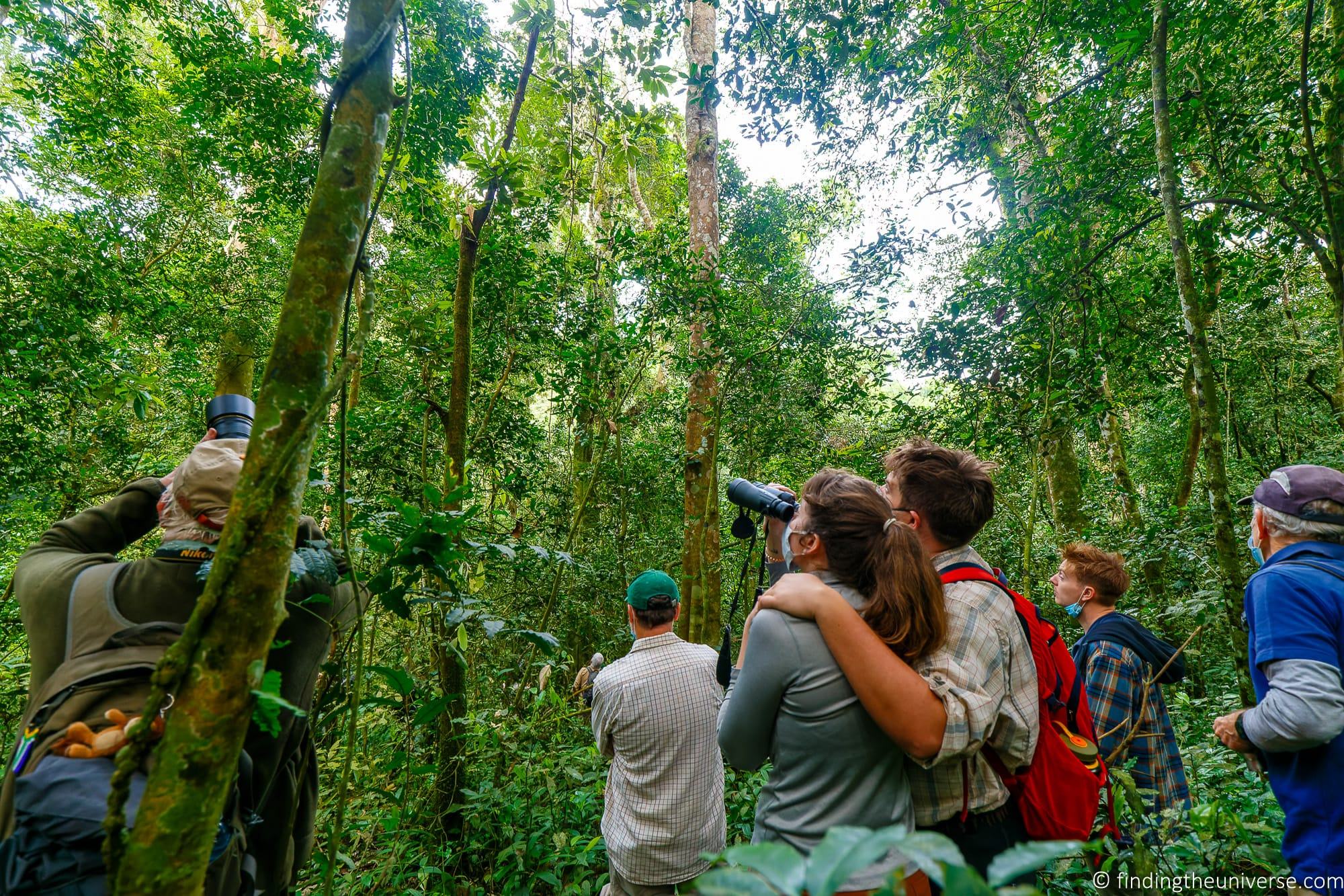 Chimpanzee Trekking Uganda