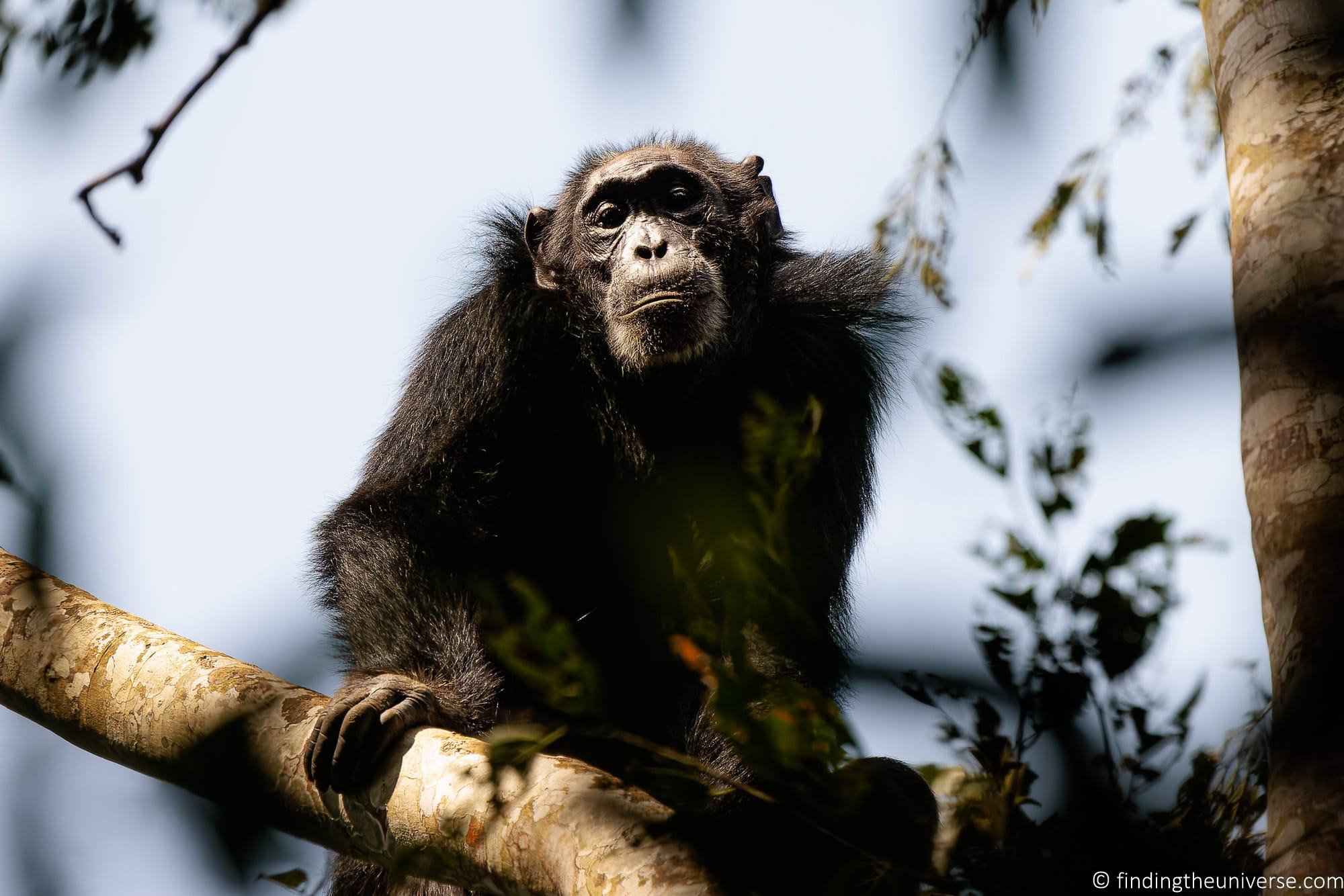 Chimpanzee Trekking Uganda