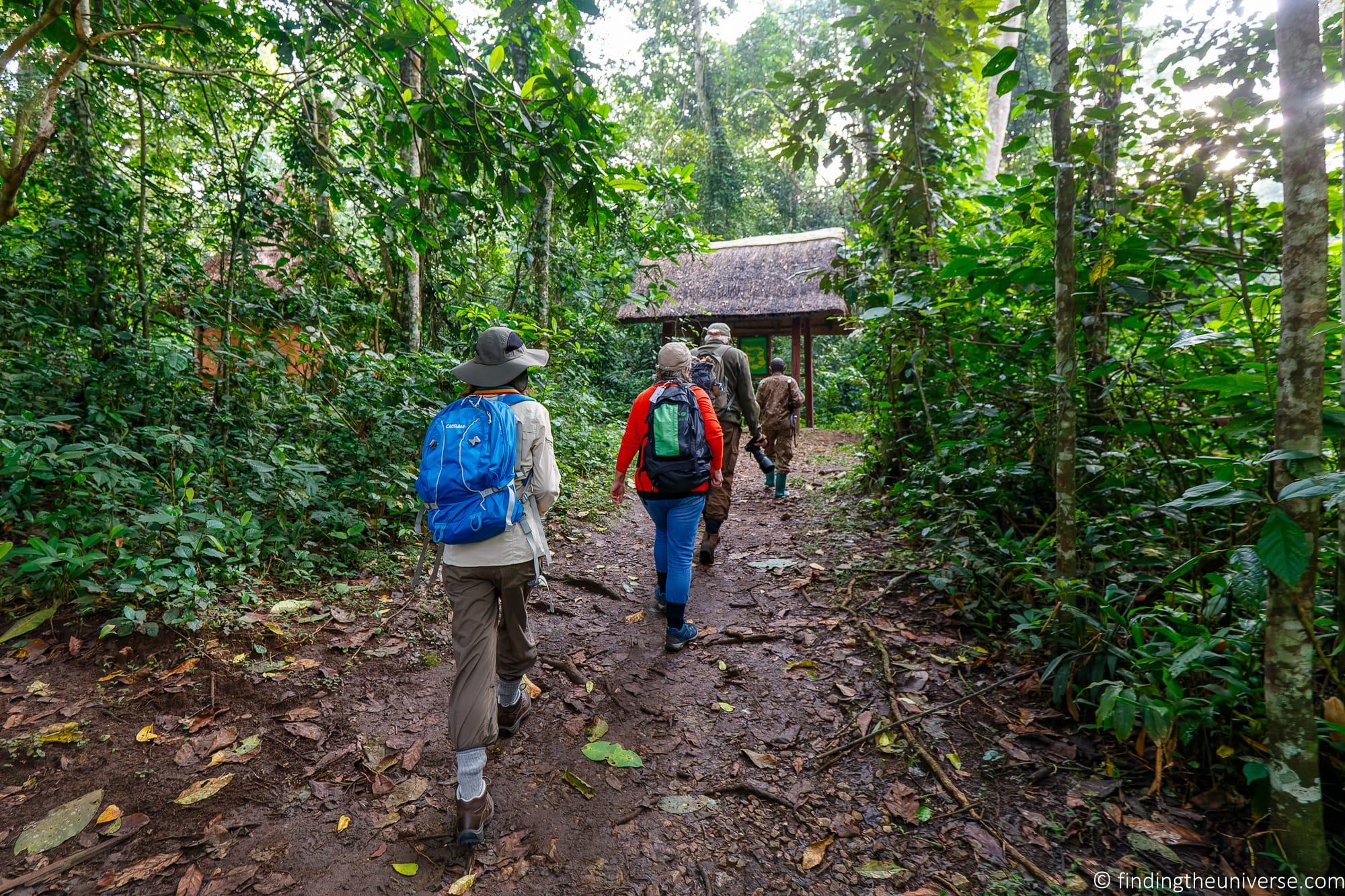 Chimpanzee Trekking Uganda