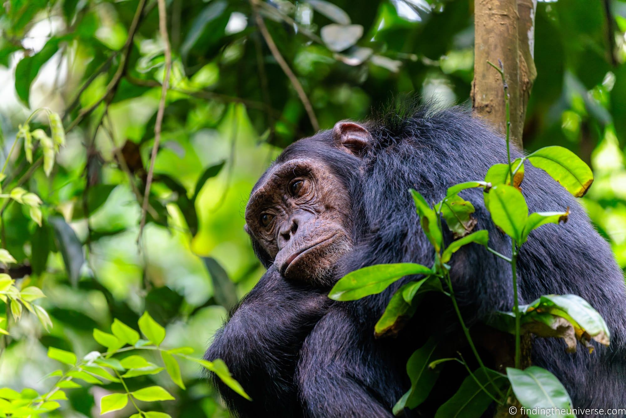 Chimpanzee Trekking Uganda