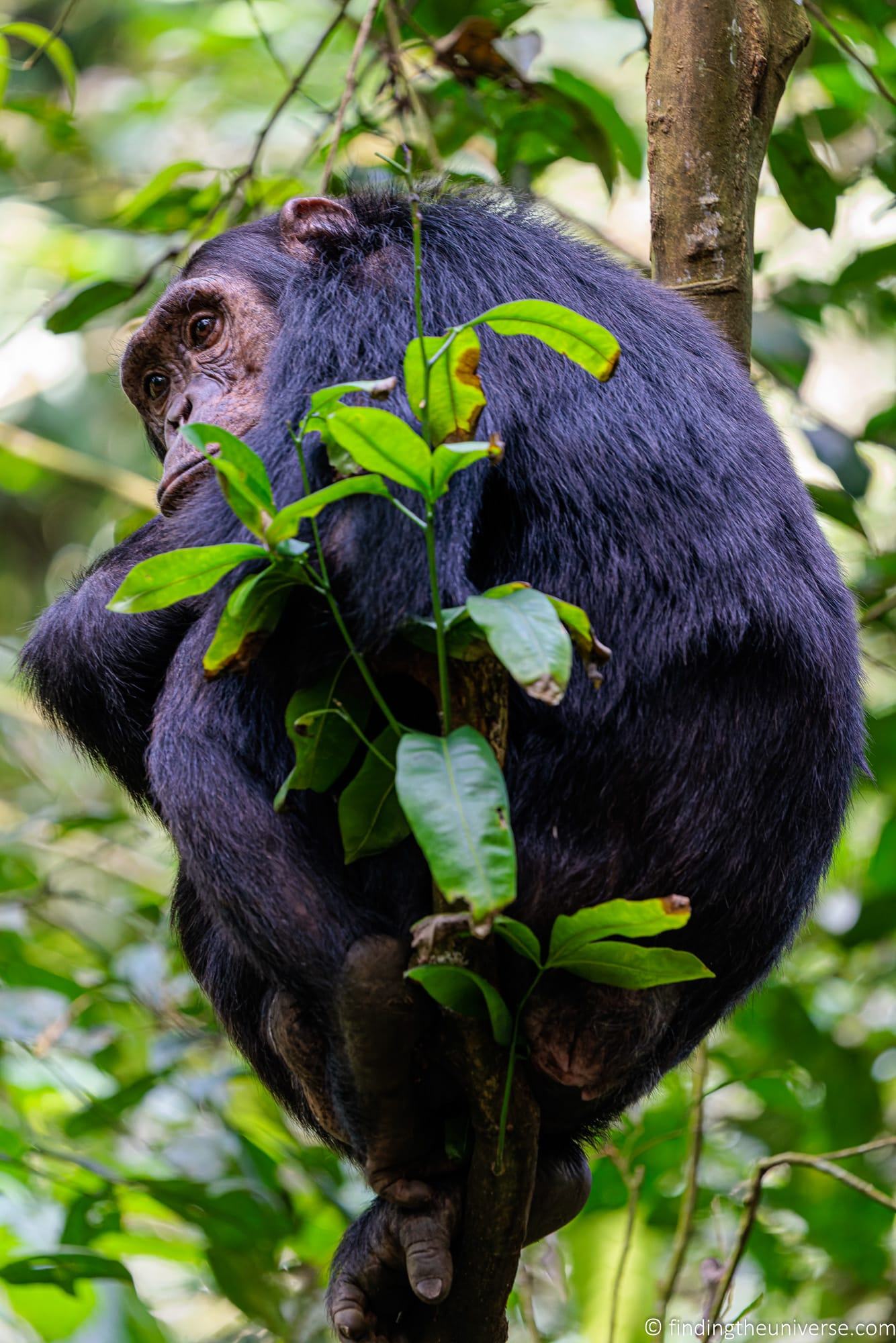 Chimpanzee Trekking Uganda