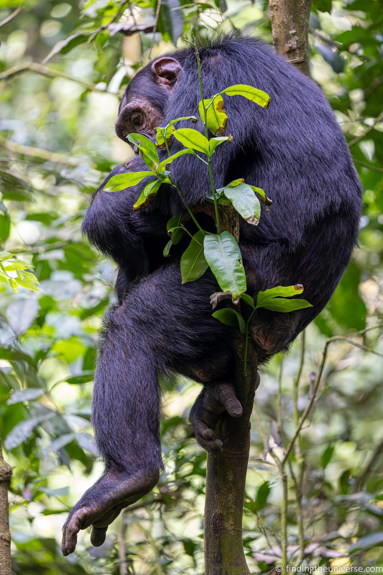 Chimpanzee Trekking Uganda