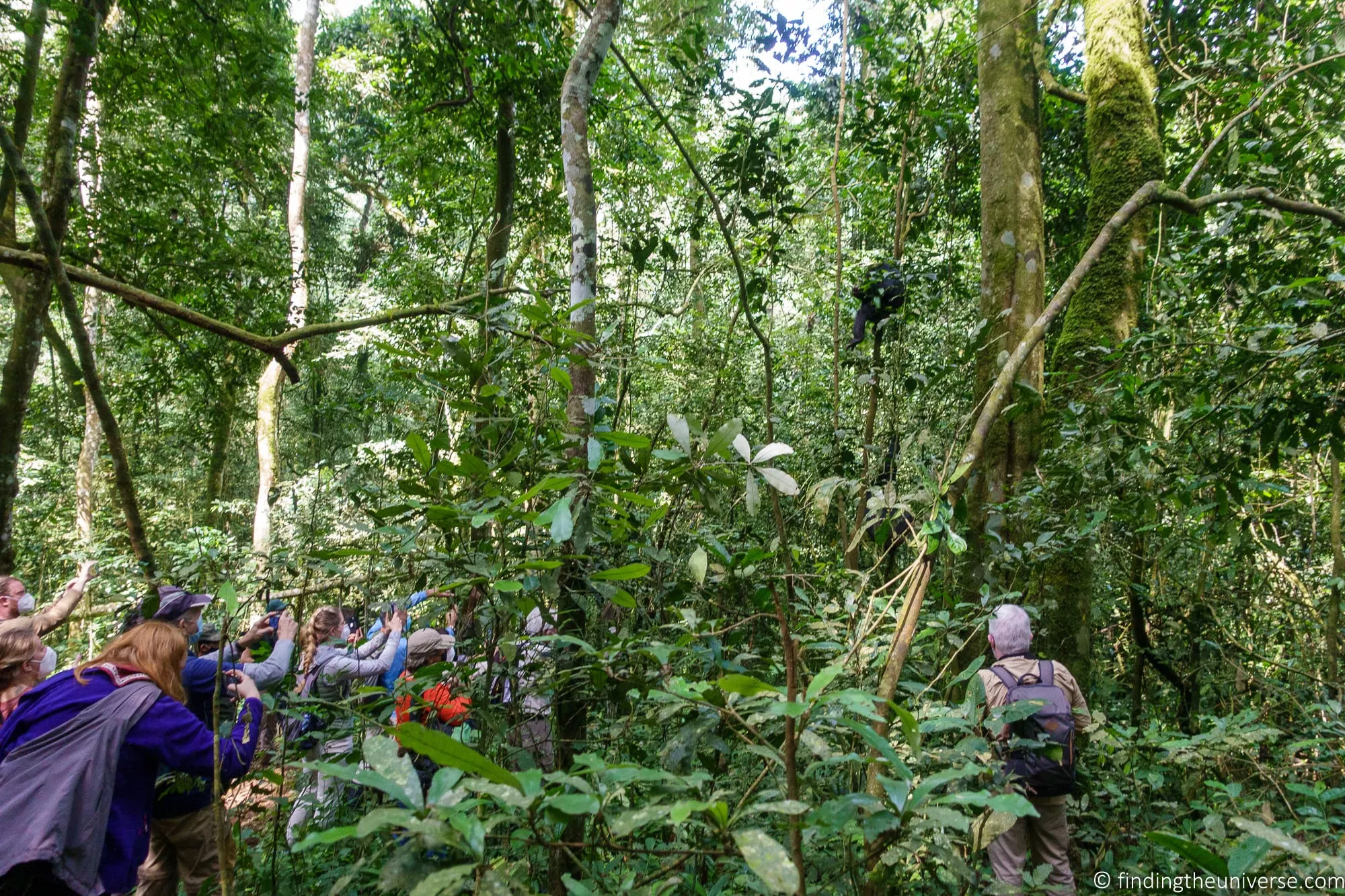 Chimpanzee Trekking Uganda