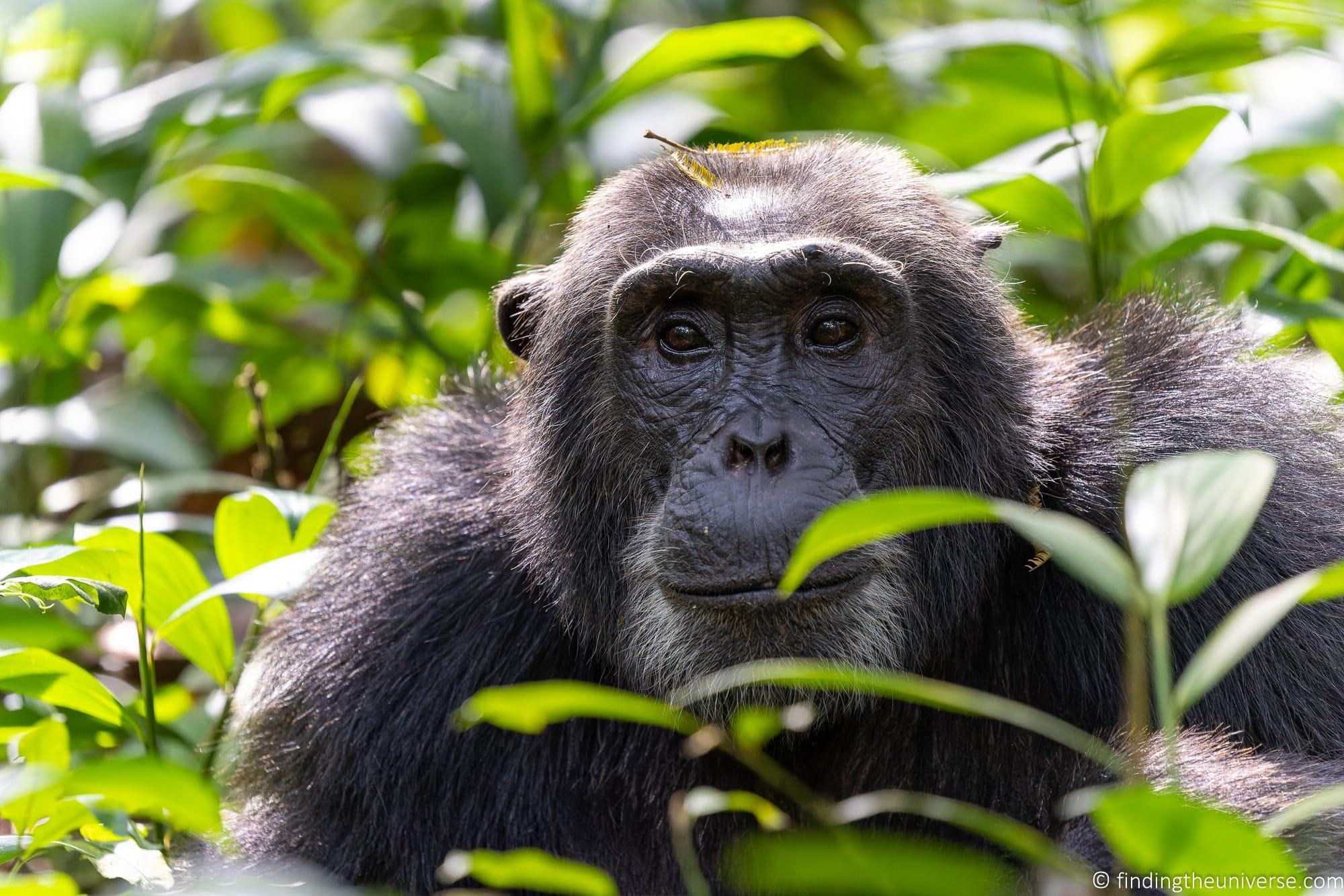 Chimpanzee Trekking Uganda