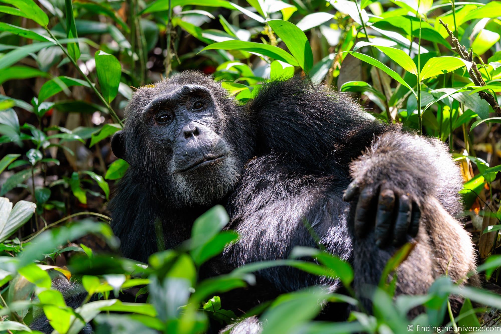 Chimpanzee Trekking Uganda