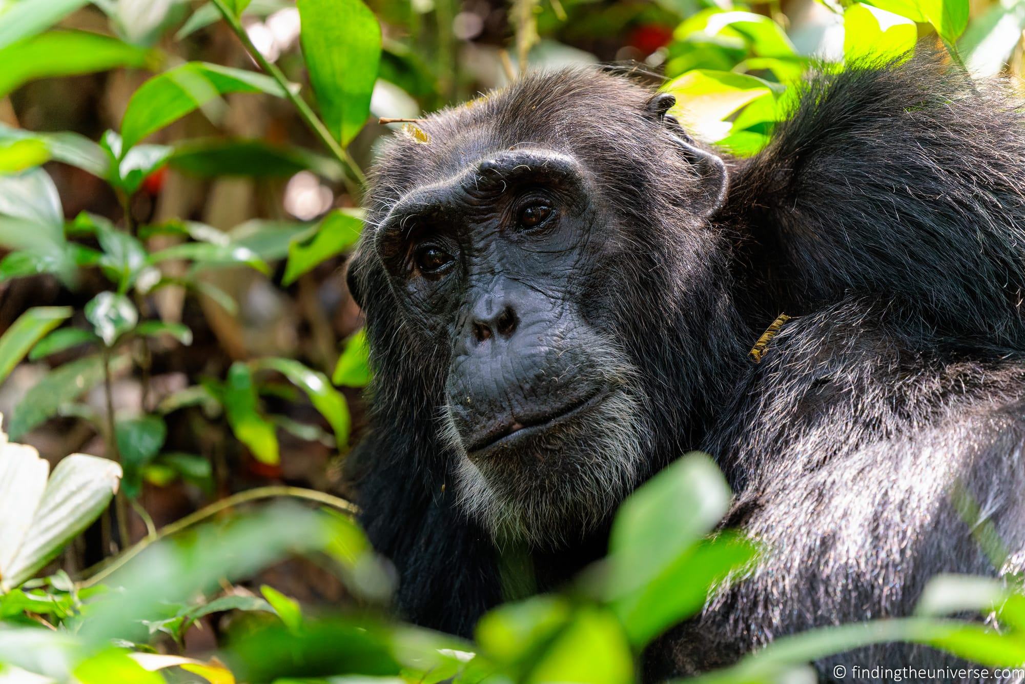 Chimpanzee Trekking Uganda