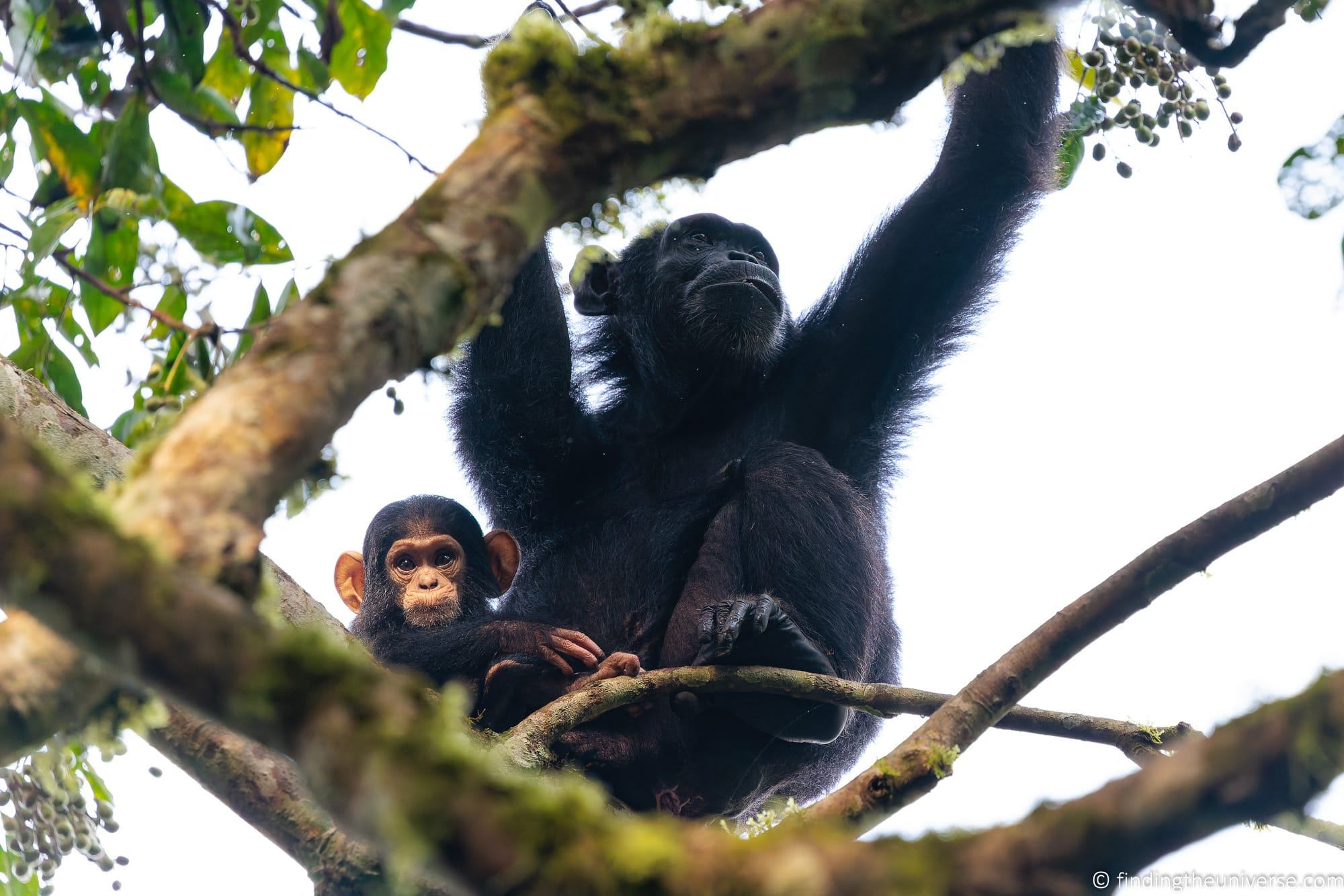 Chimpanzee Trekking Uganda