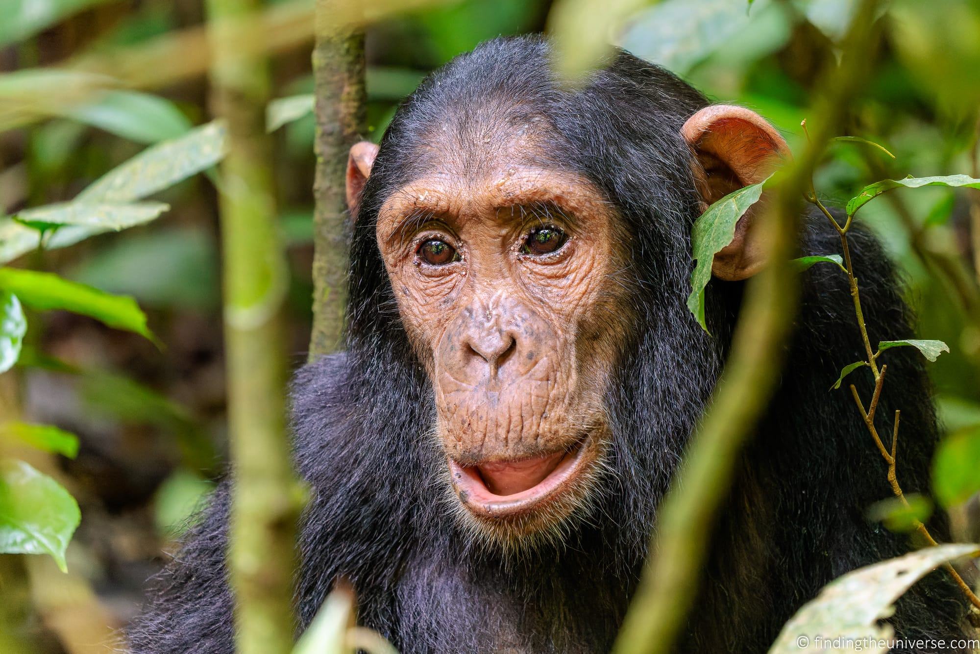 Chimpanzee Trekking Uganda